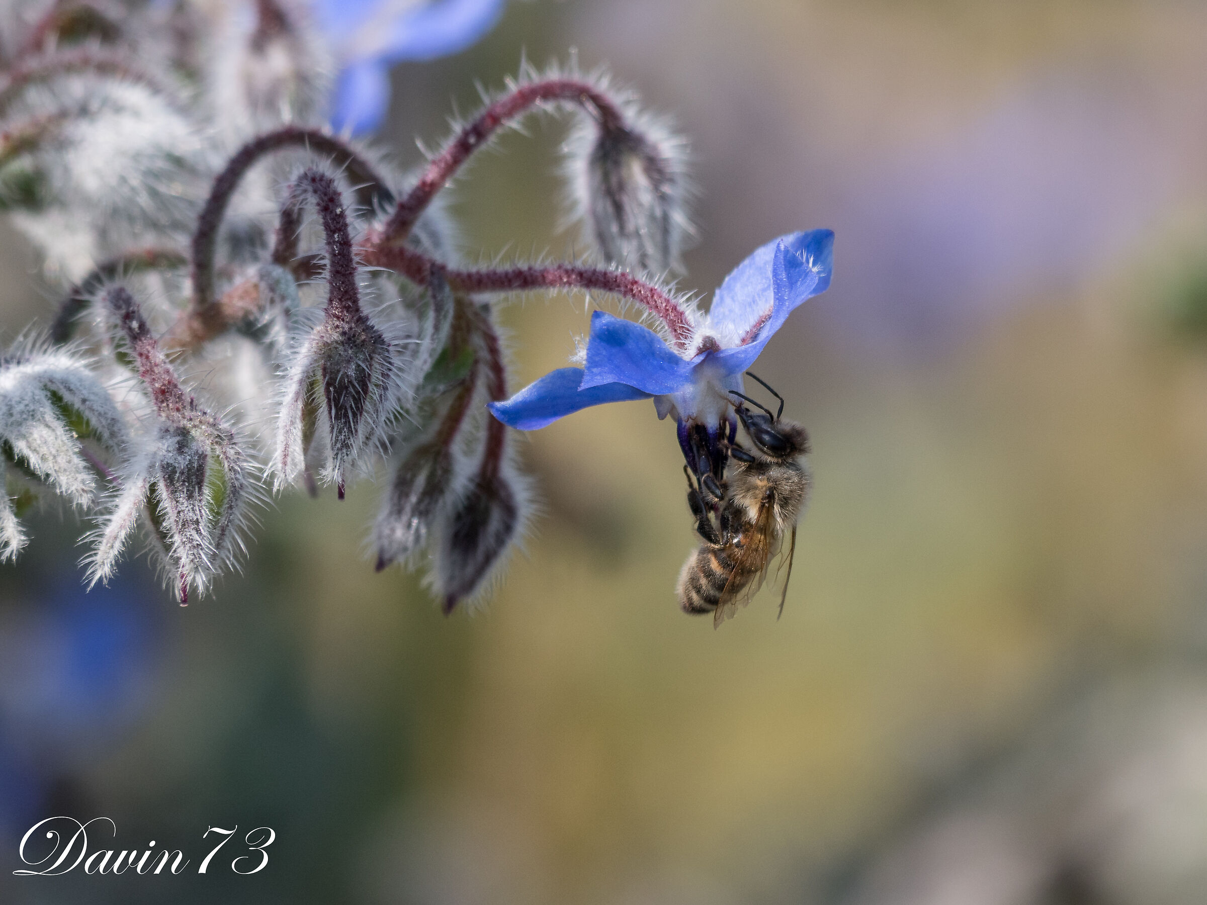 Bee1