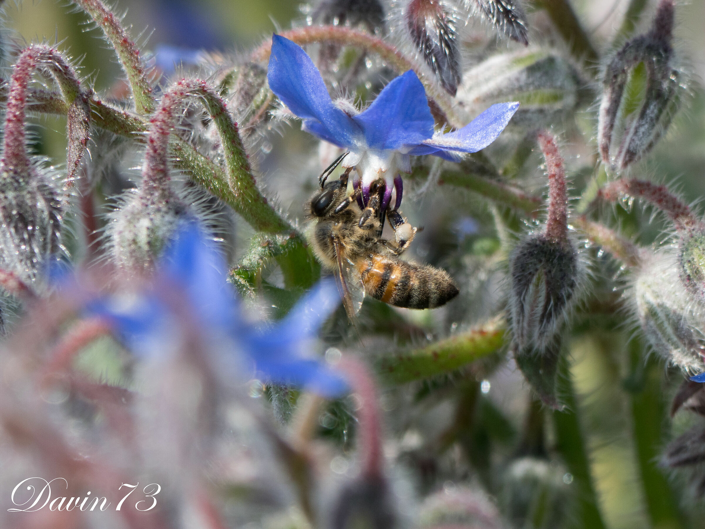 Bee2