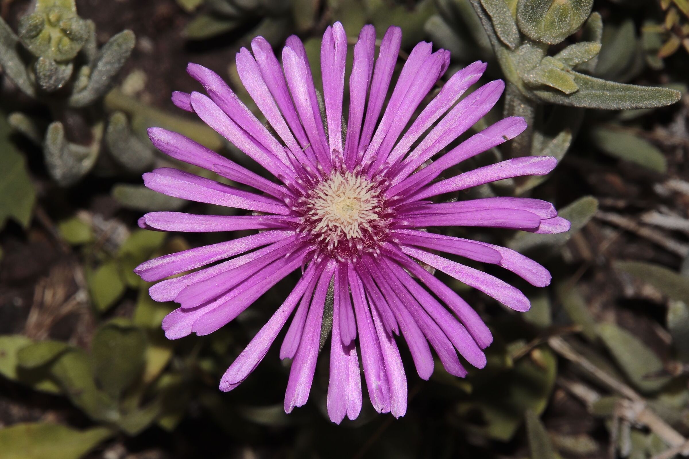 lampranthus spectabilis 22/05/2020