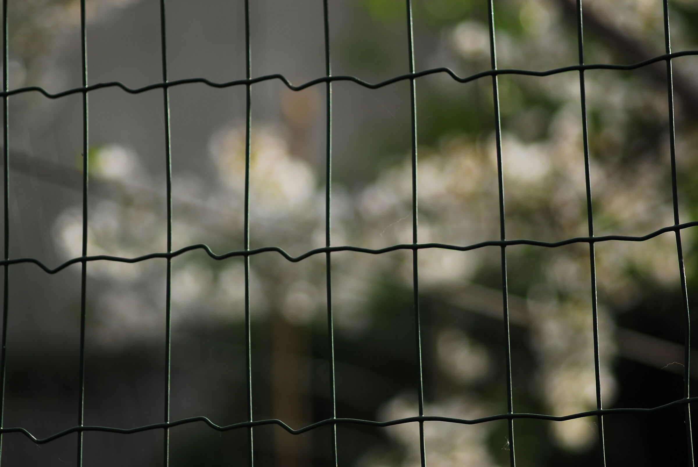 Primavera... in lockdown