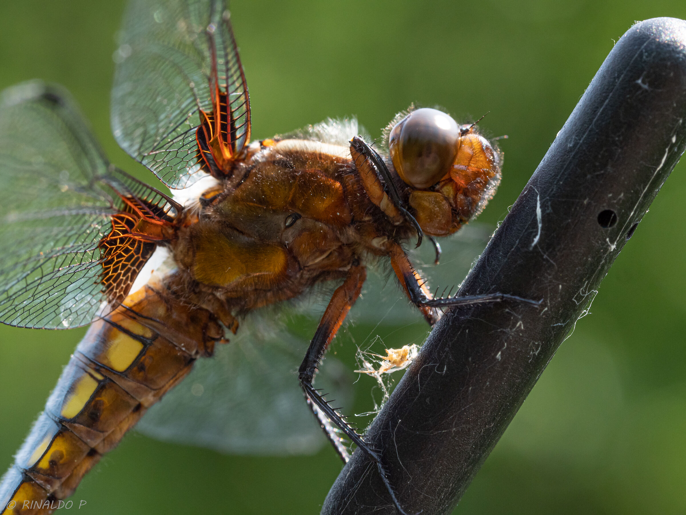 sull'antenna dell'auto