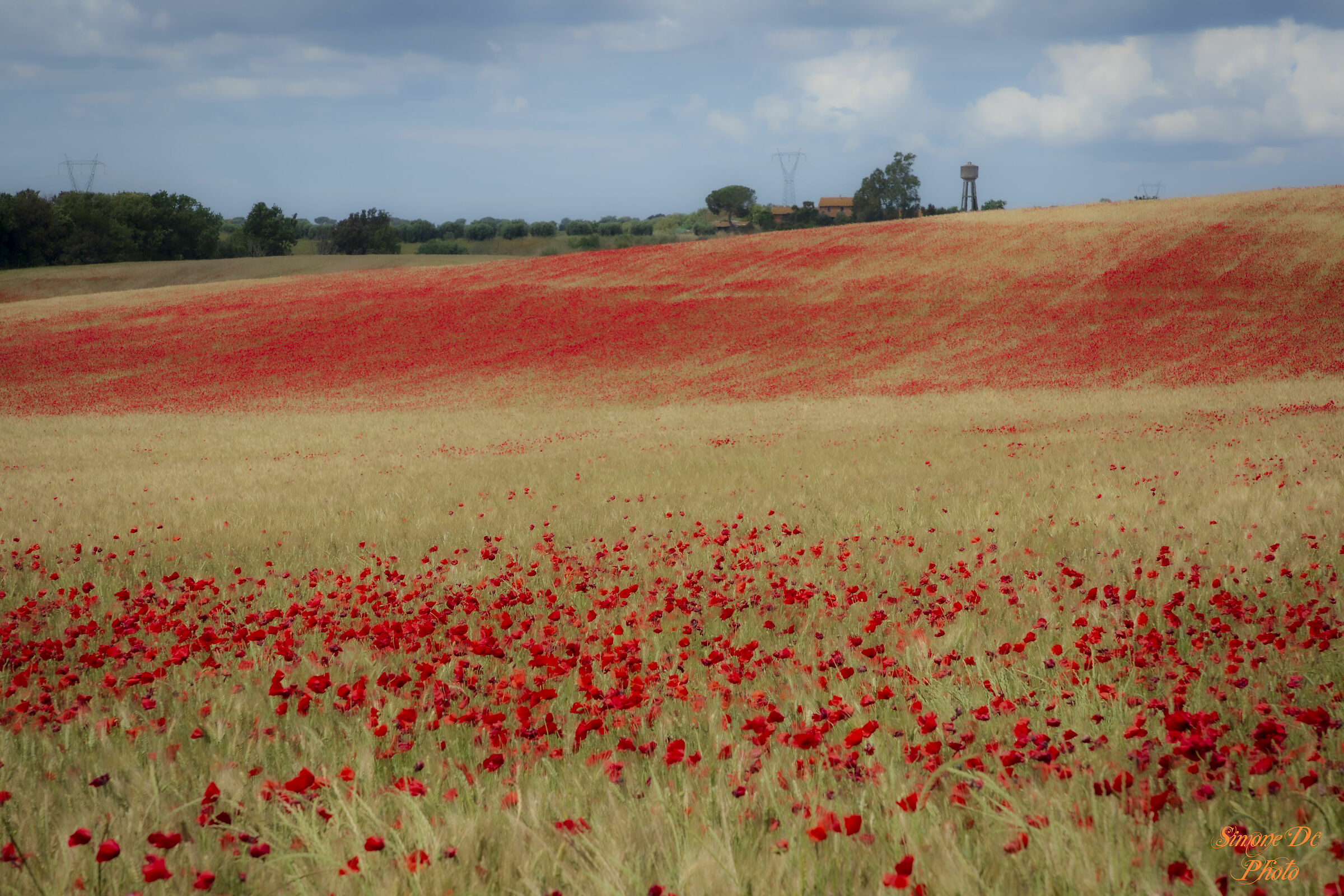 painted red poppies