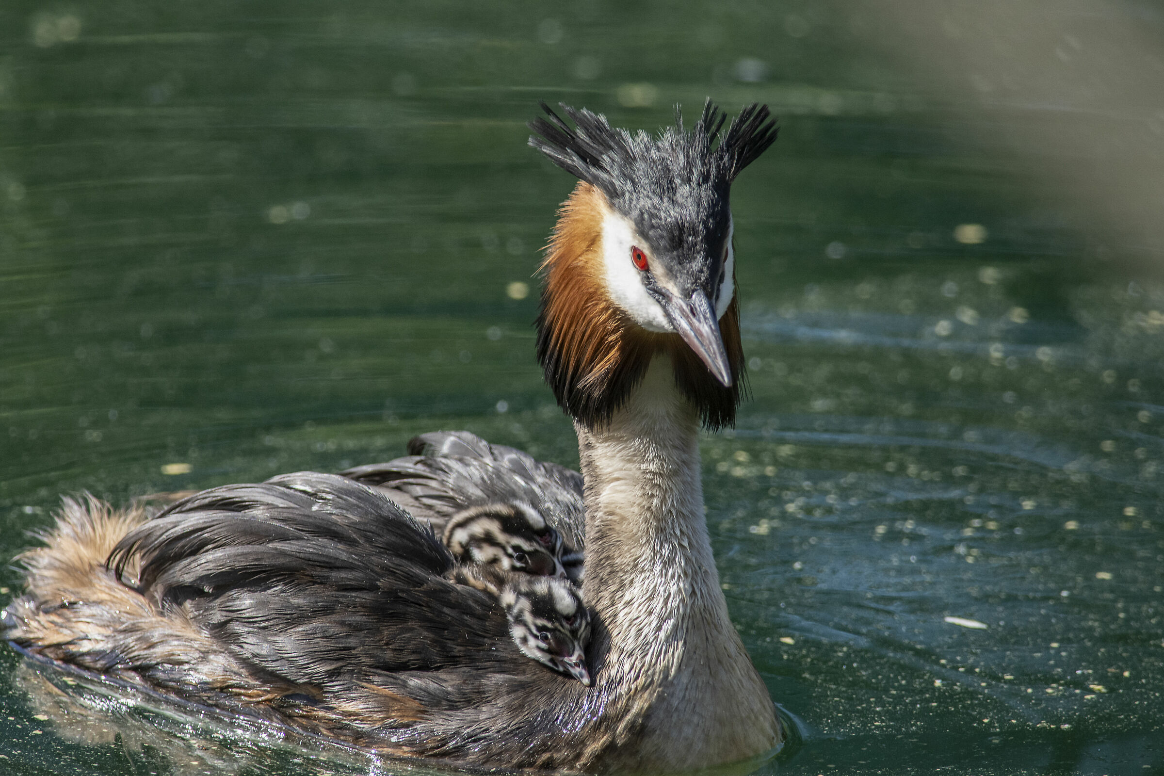 Major swath with pulls