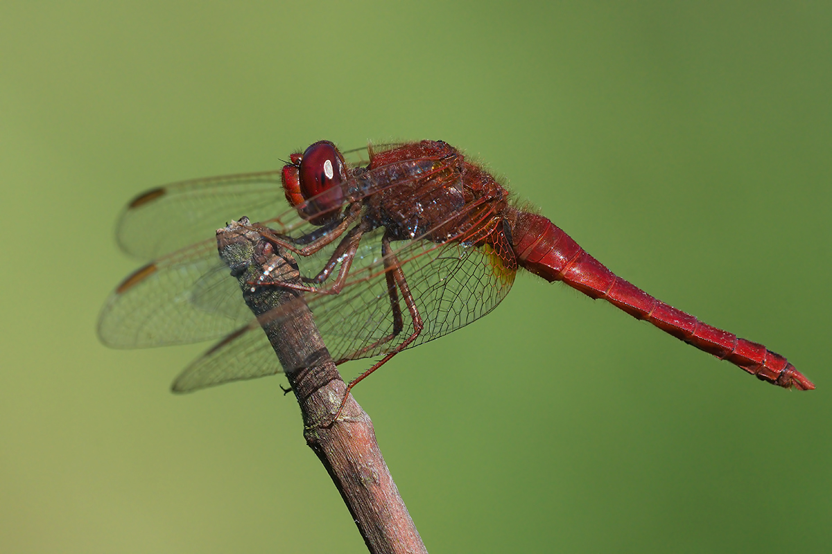 Dragonfly