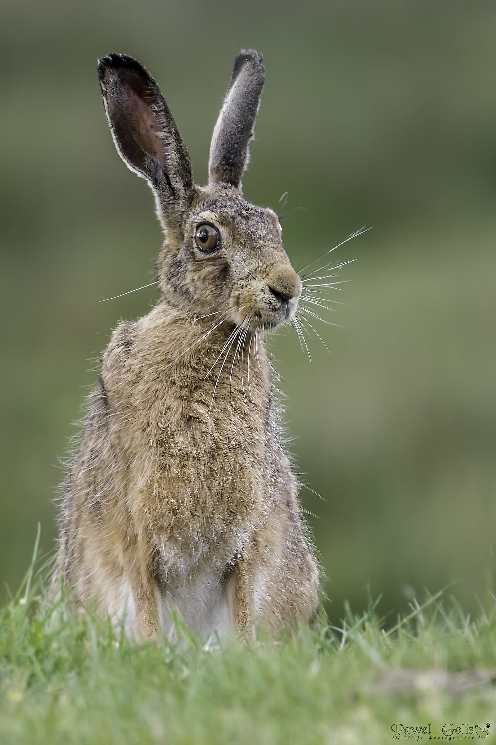 European hare (Lepus europaeus)