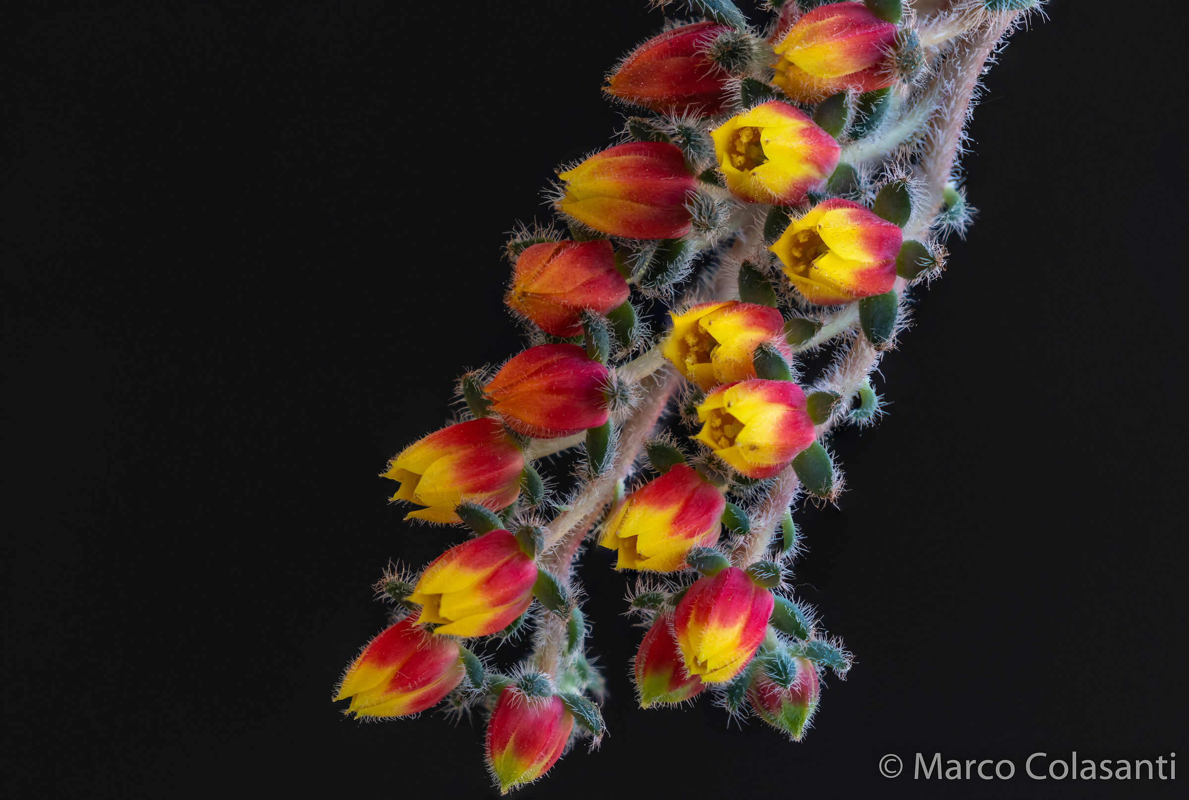 Echeveria setosa