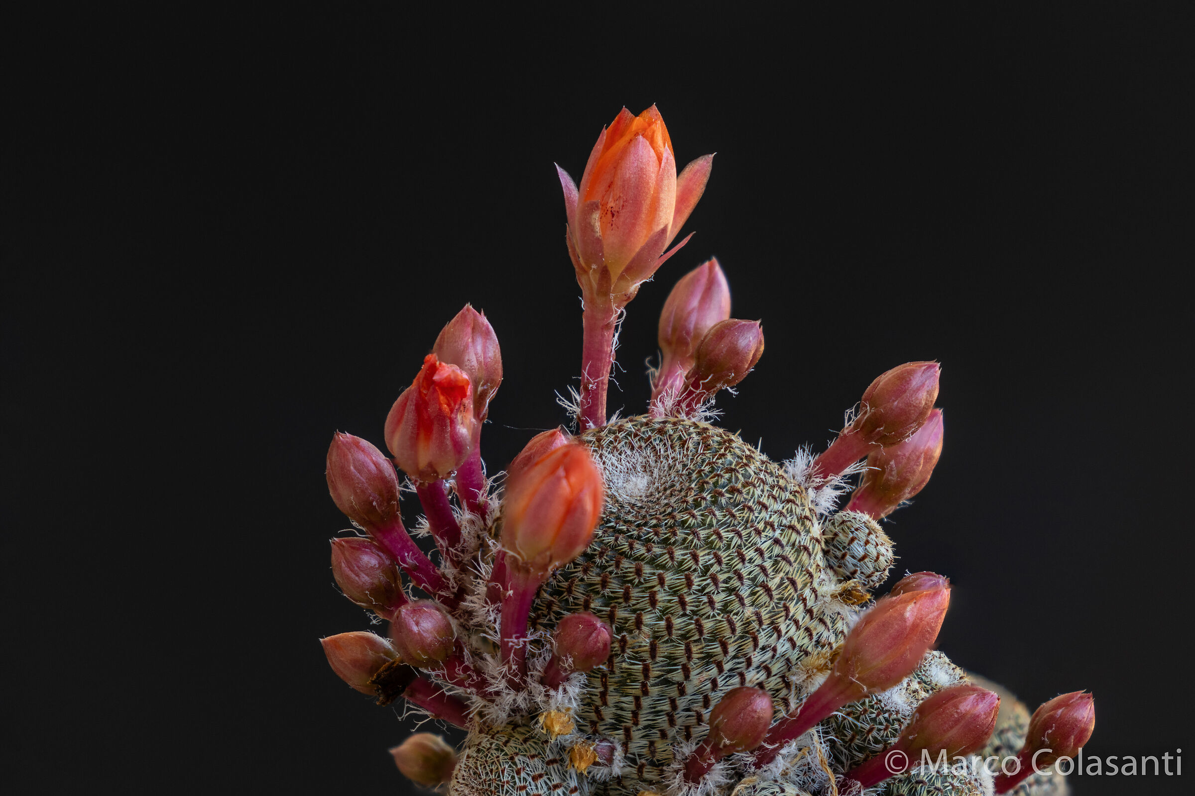 Rebutia heliosa