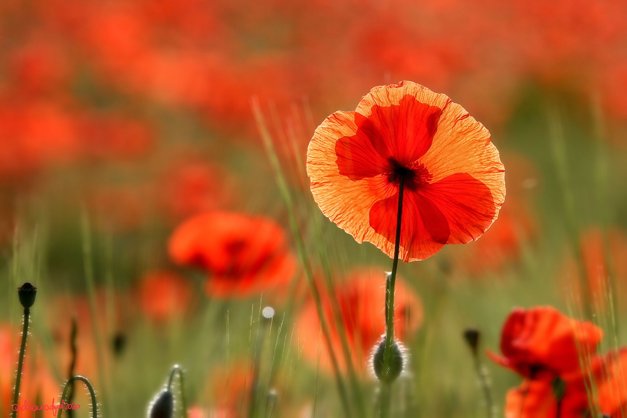 Immersi in petali rossi