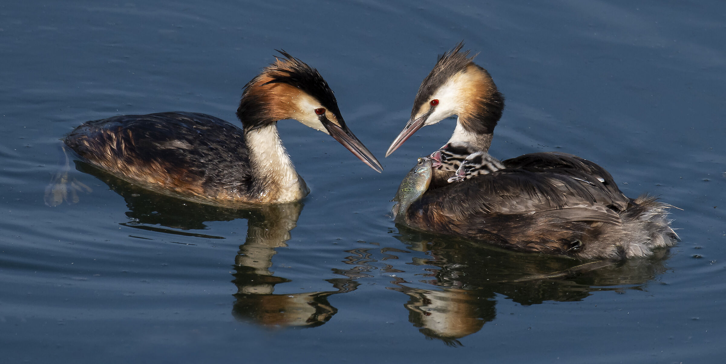Grebes