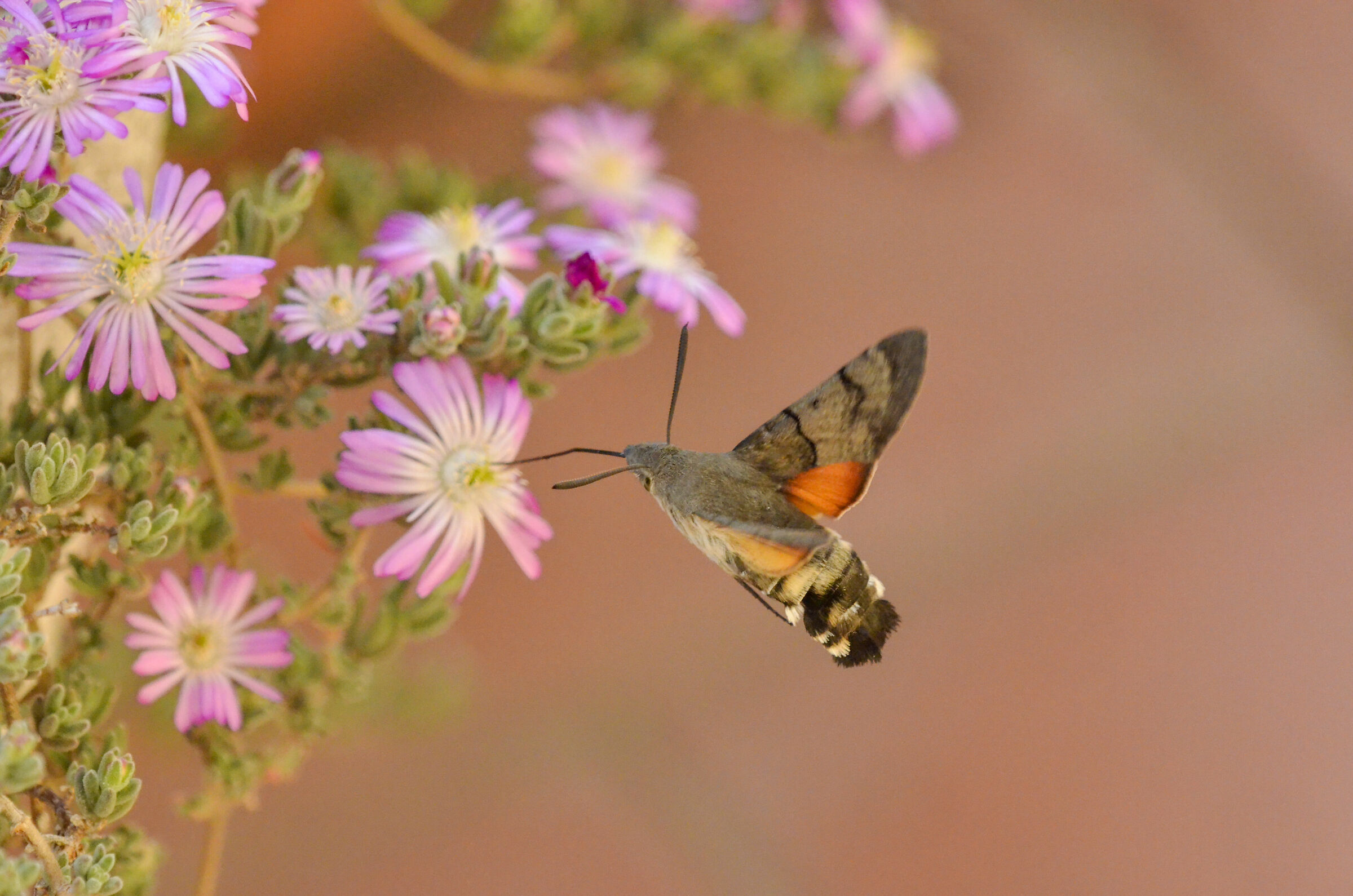 macroglossa
