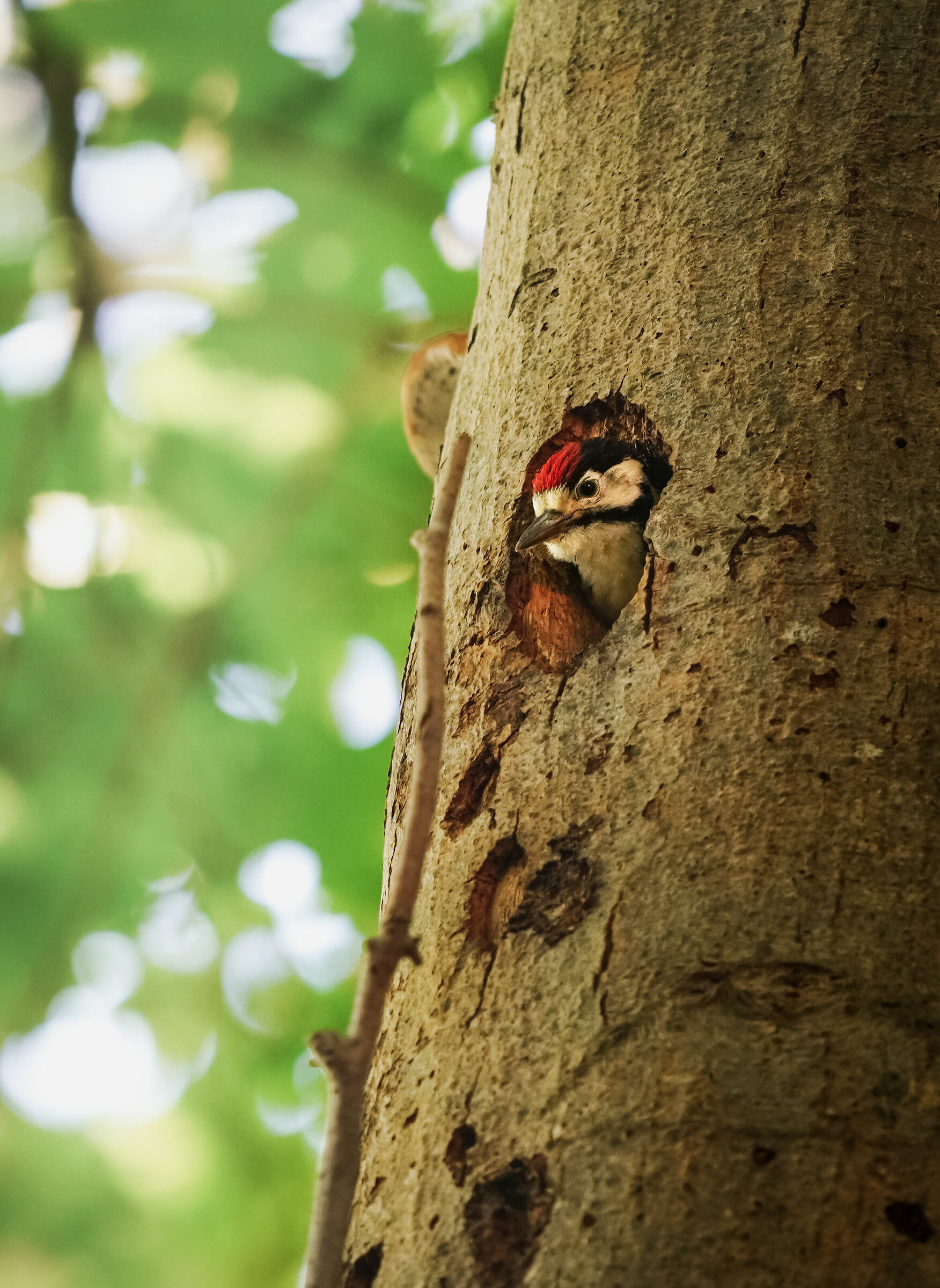Small woodpecker