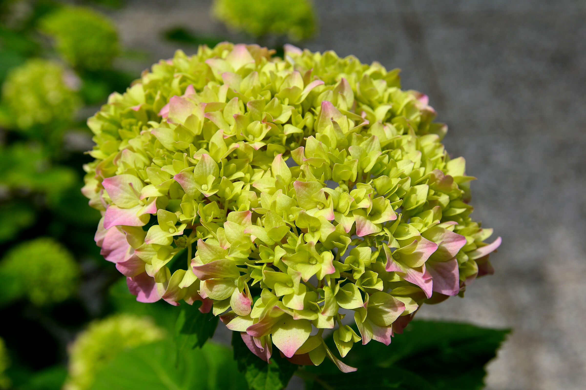 Ortensia in fioritura