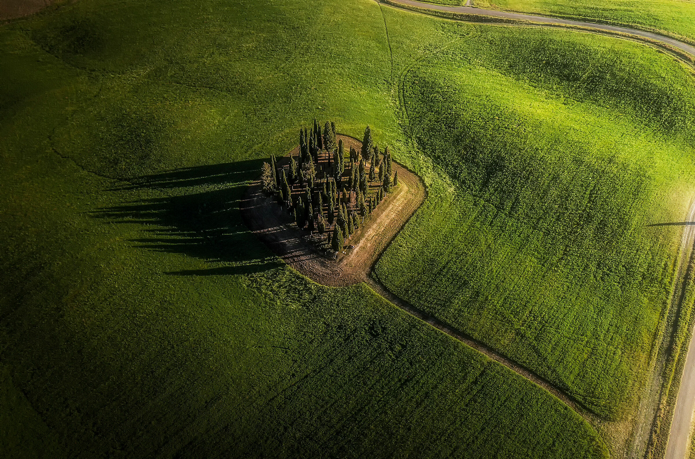 I cipressi di San Quirico