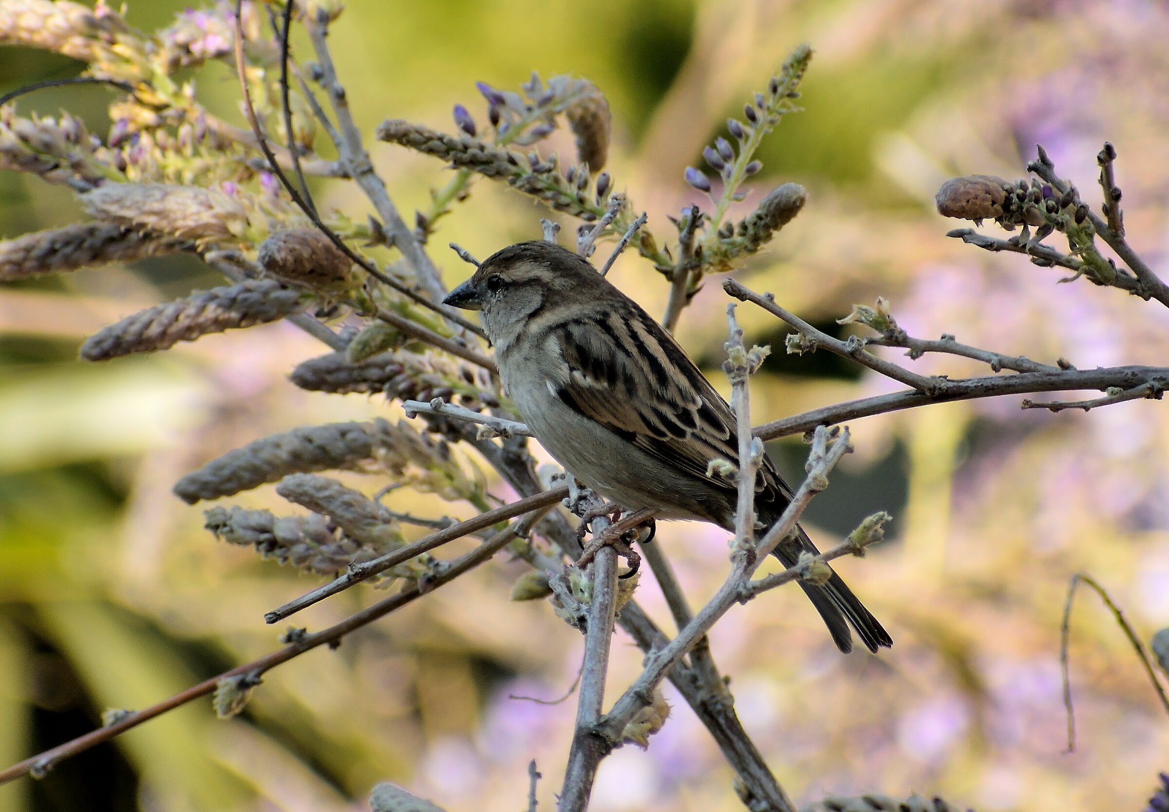 Passerotto sul glicine