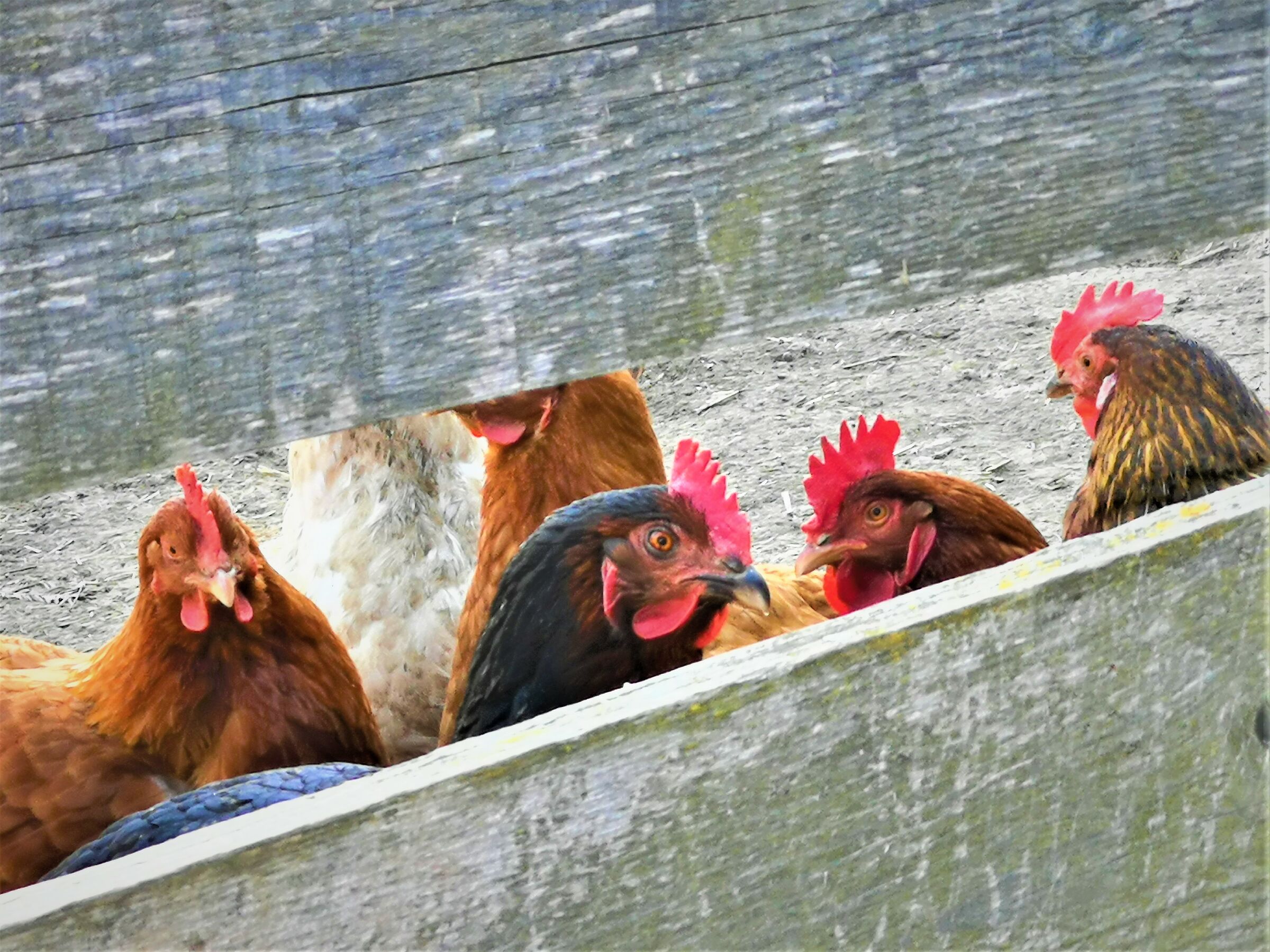 I stay in the henhouse.....