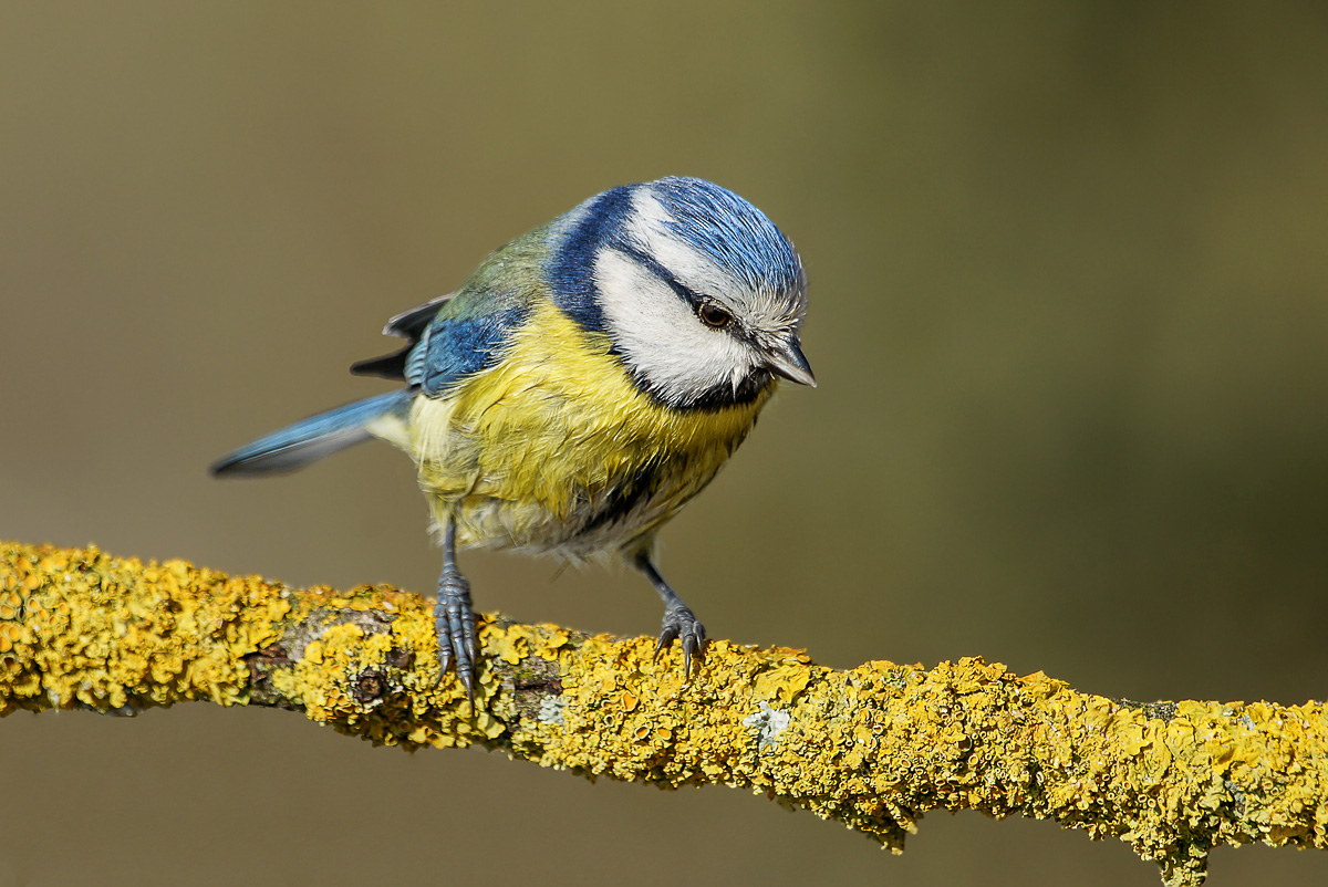 tit after a bath