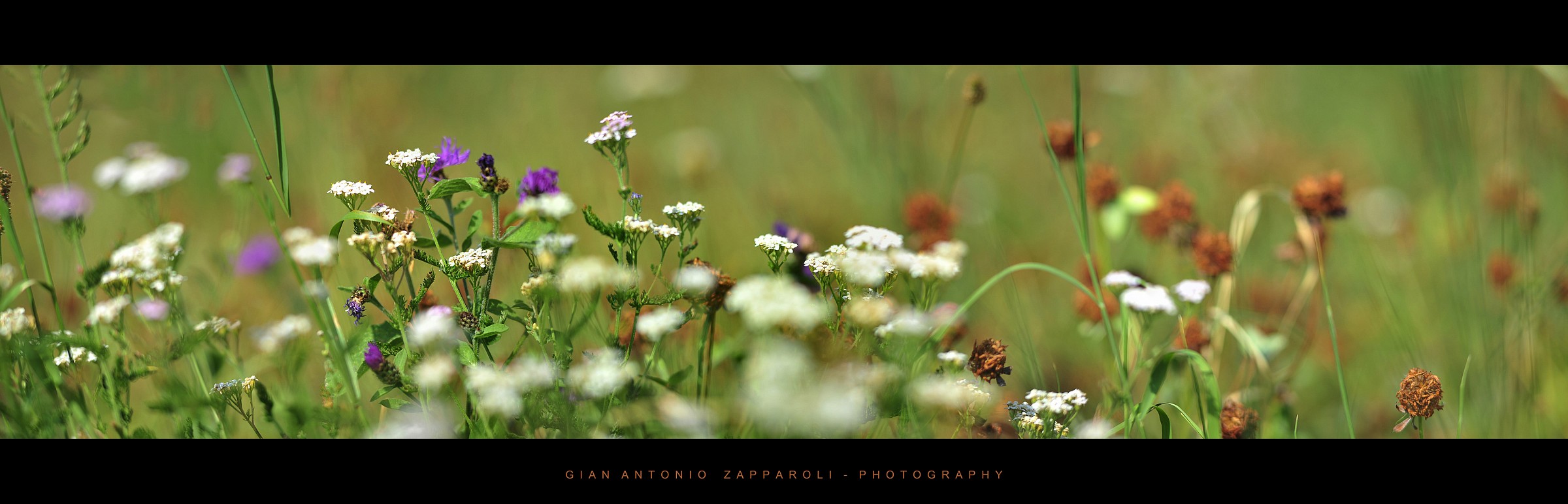 Bokehrama - Into the field