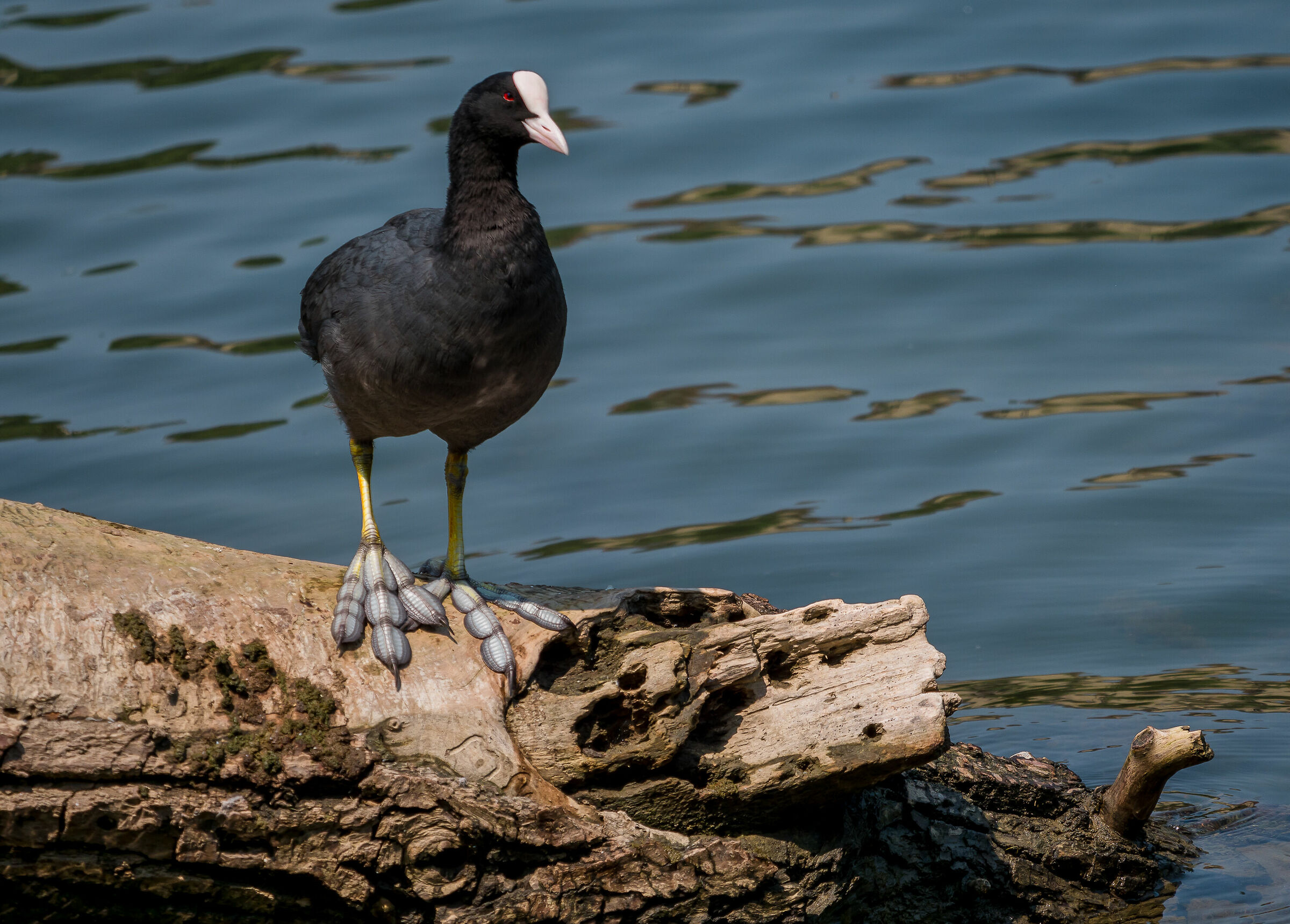 my beautiful little legs.......