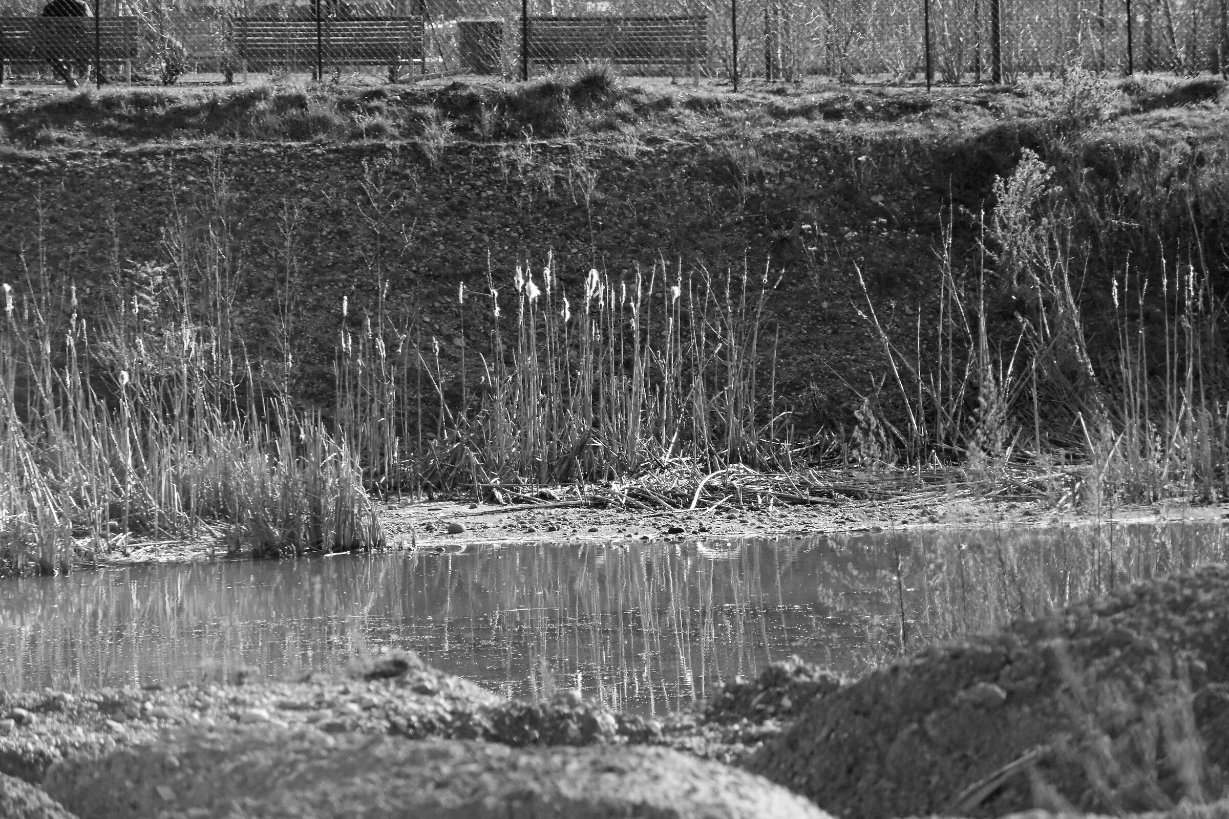 Expo ..e poi 2018/19 era il laghetto della Biodiversit&agrav...