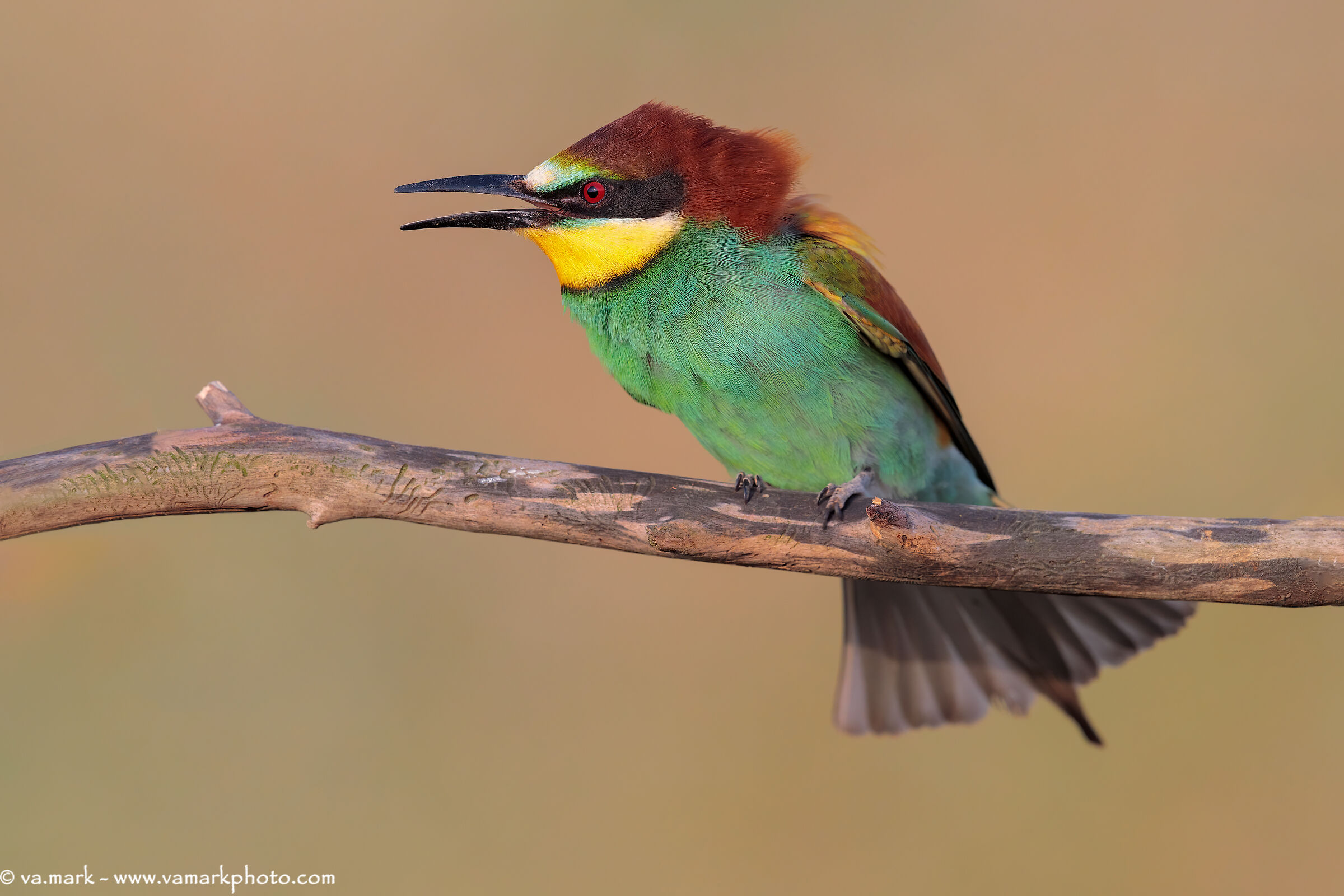 Bee-eater
