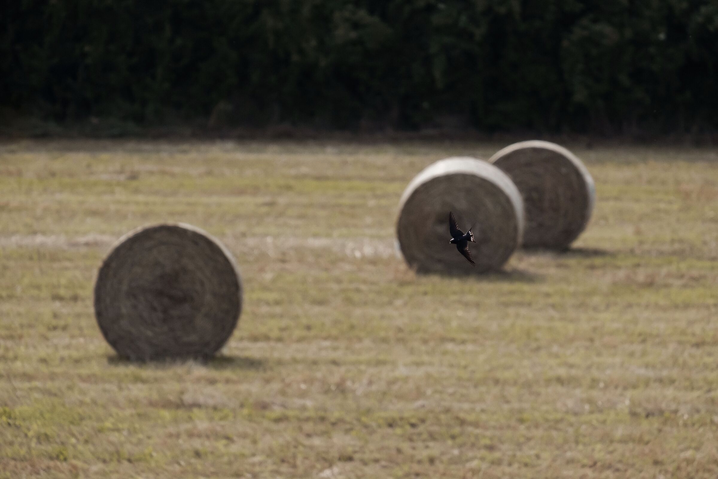 Scorci di campagna e rondini nel centro di Brescia