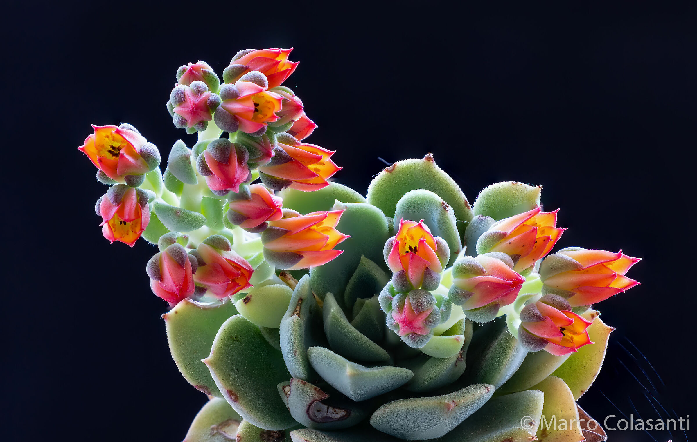 hyalina echeveria