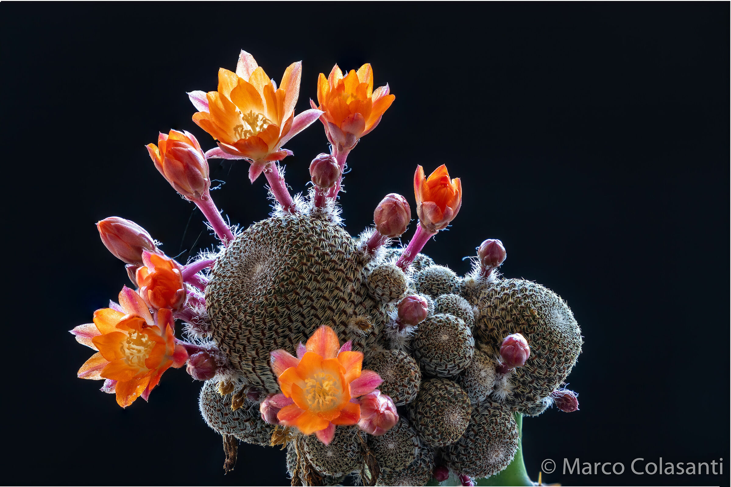 Rebutia heliosa