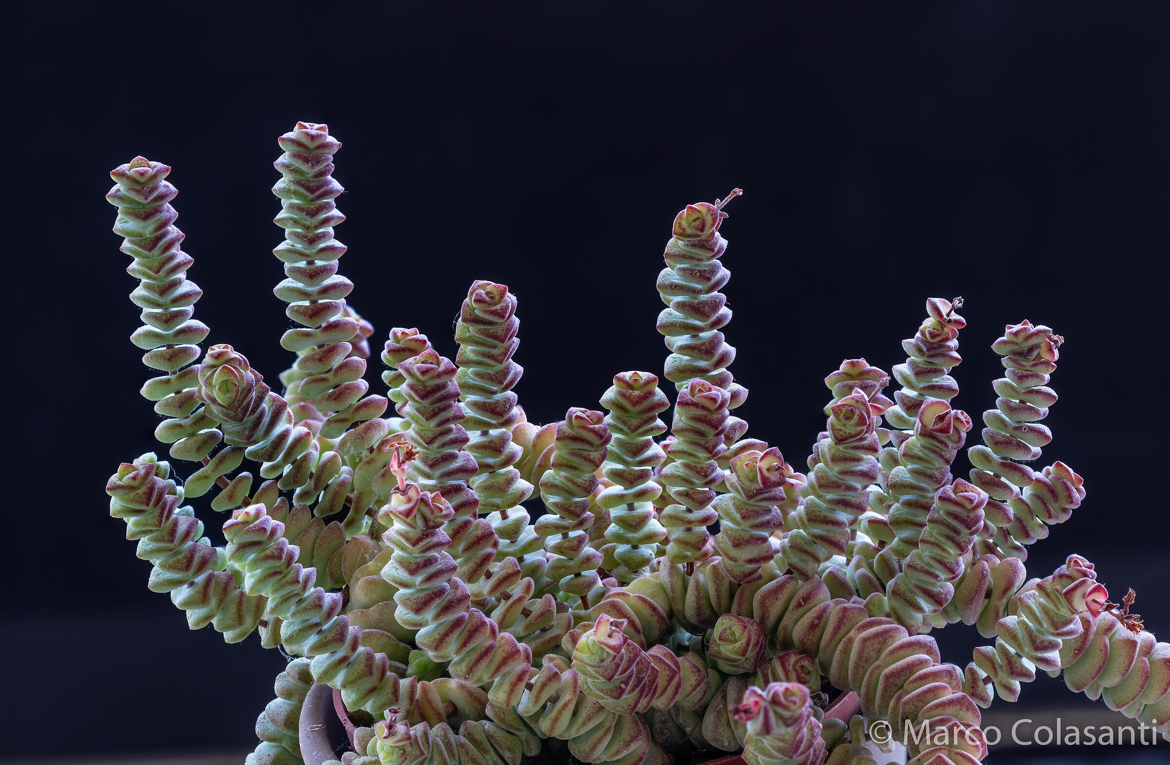 Marnerian crassula