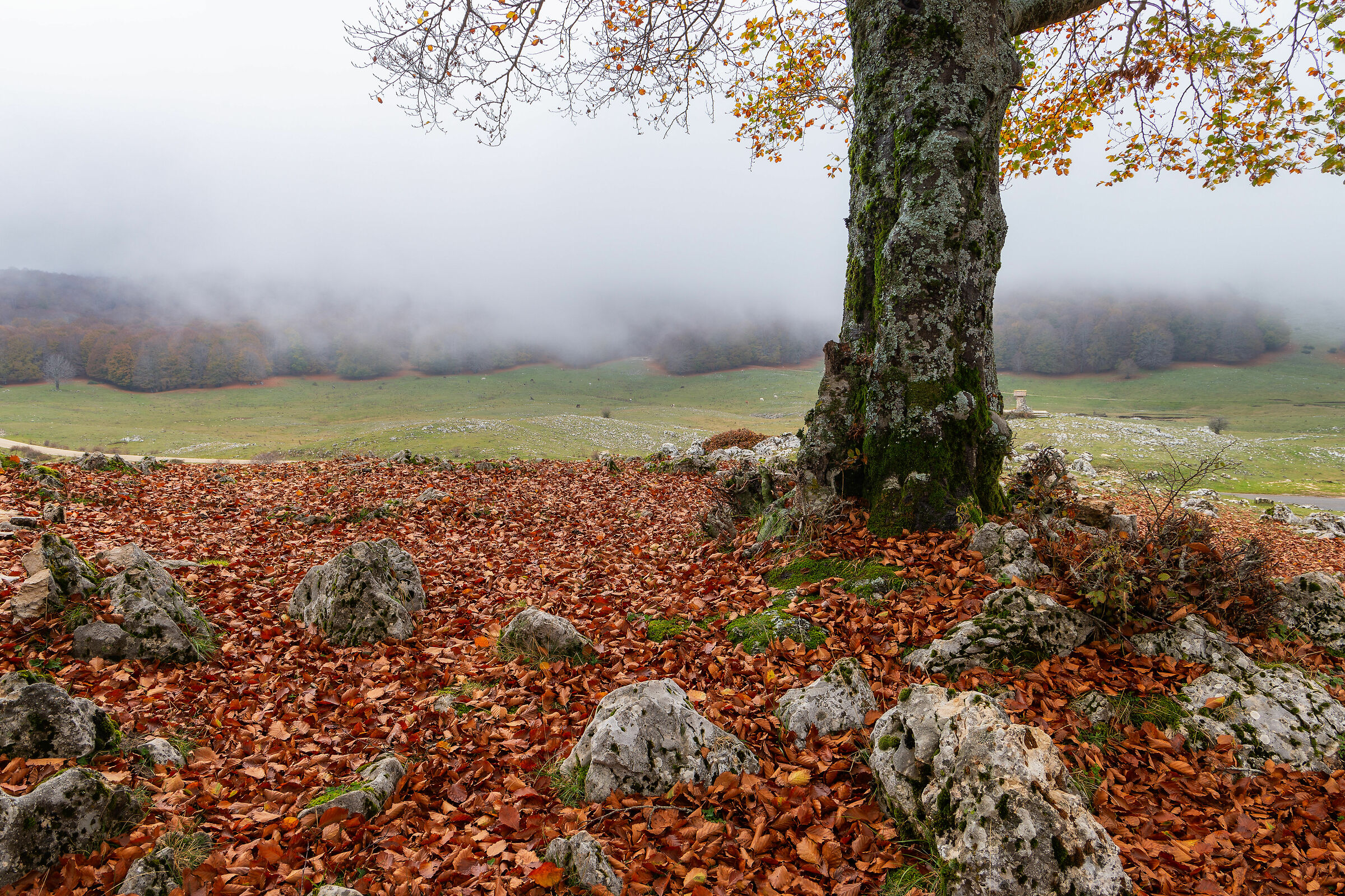 Sotto L'albero - Monte Livata