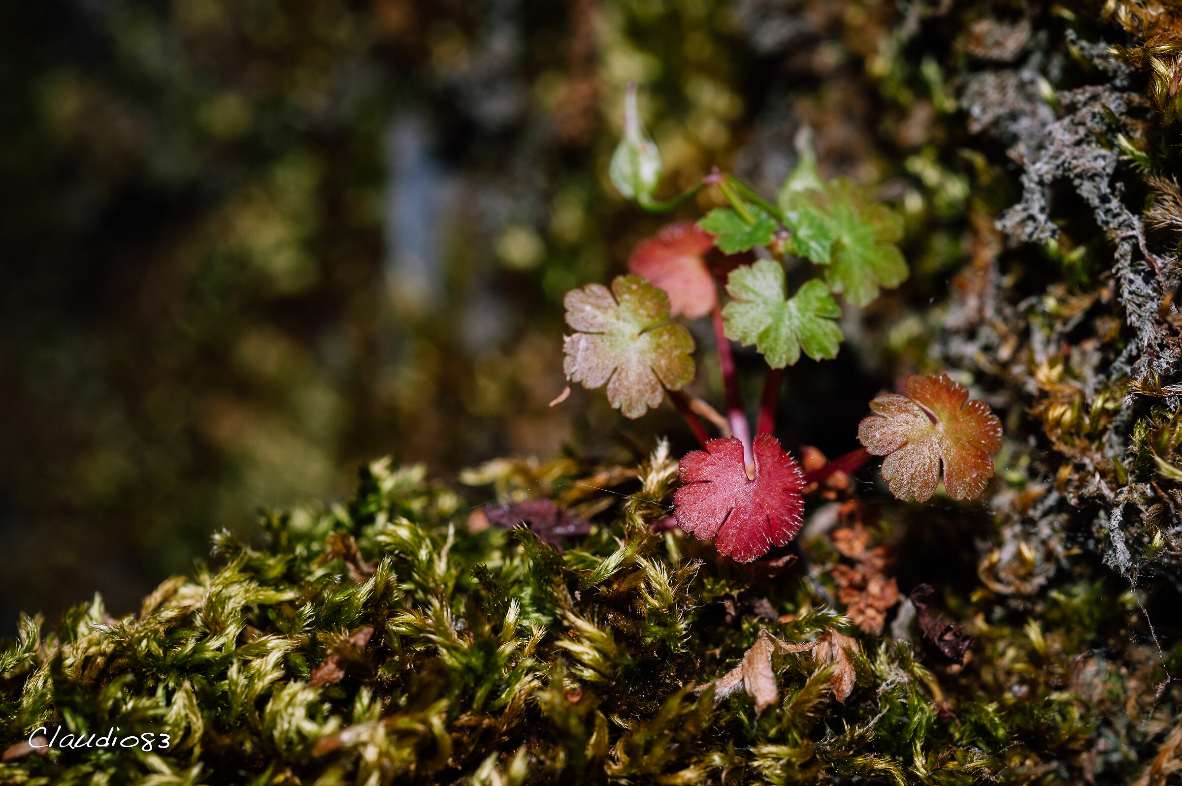 Spuntan tra i muschi...