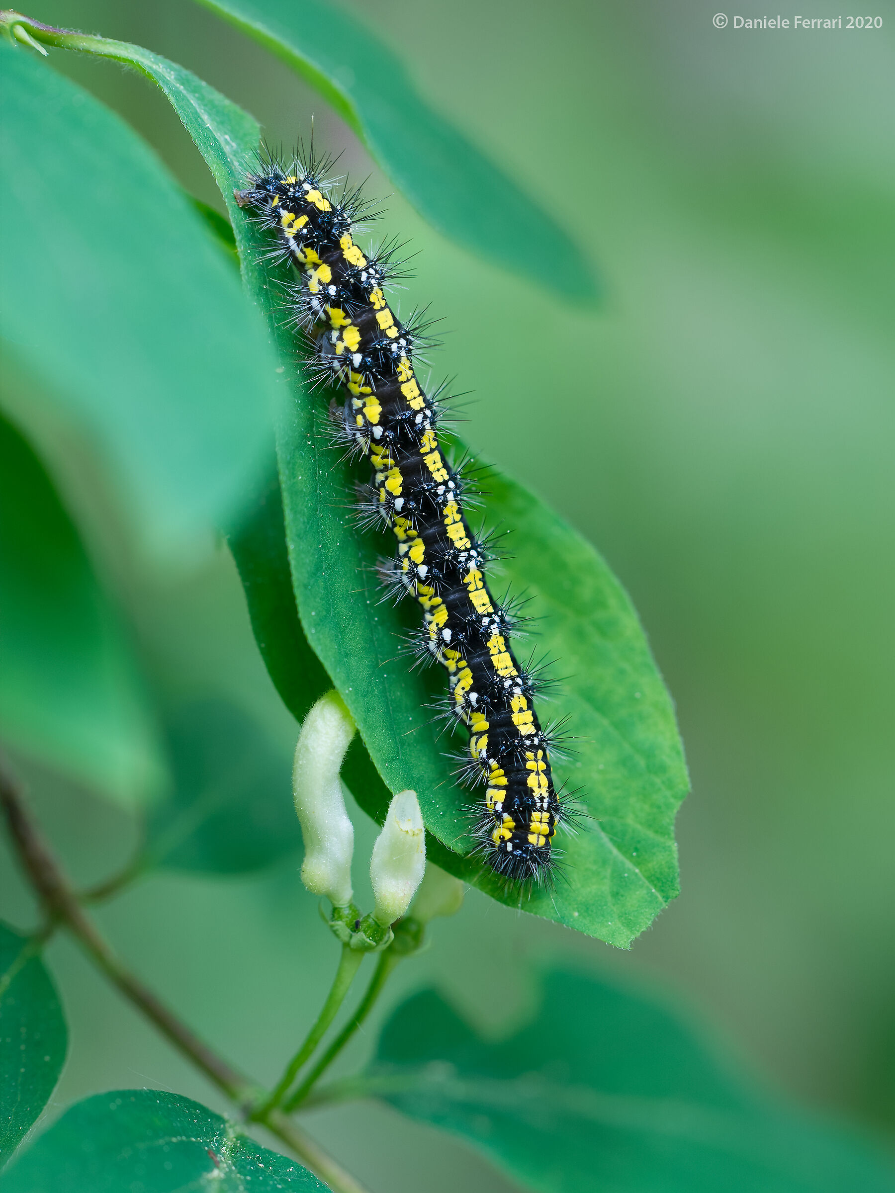 Callimorpha dominula 2