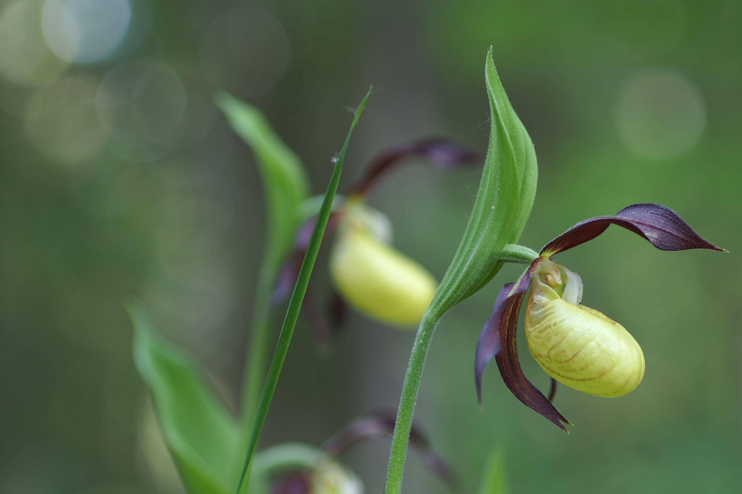 Cypripedium calceolus