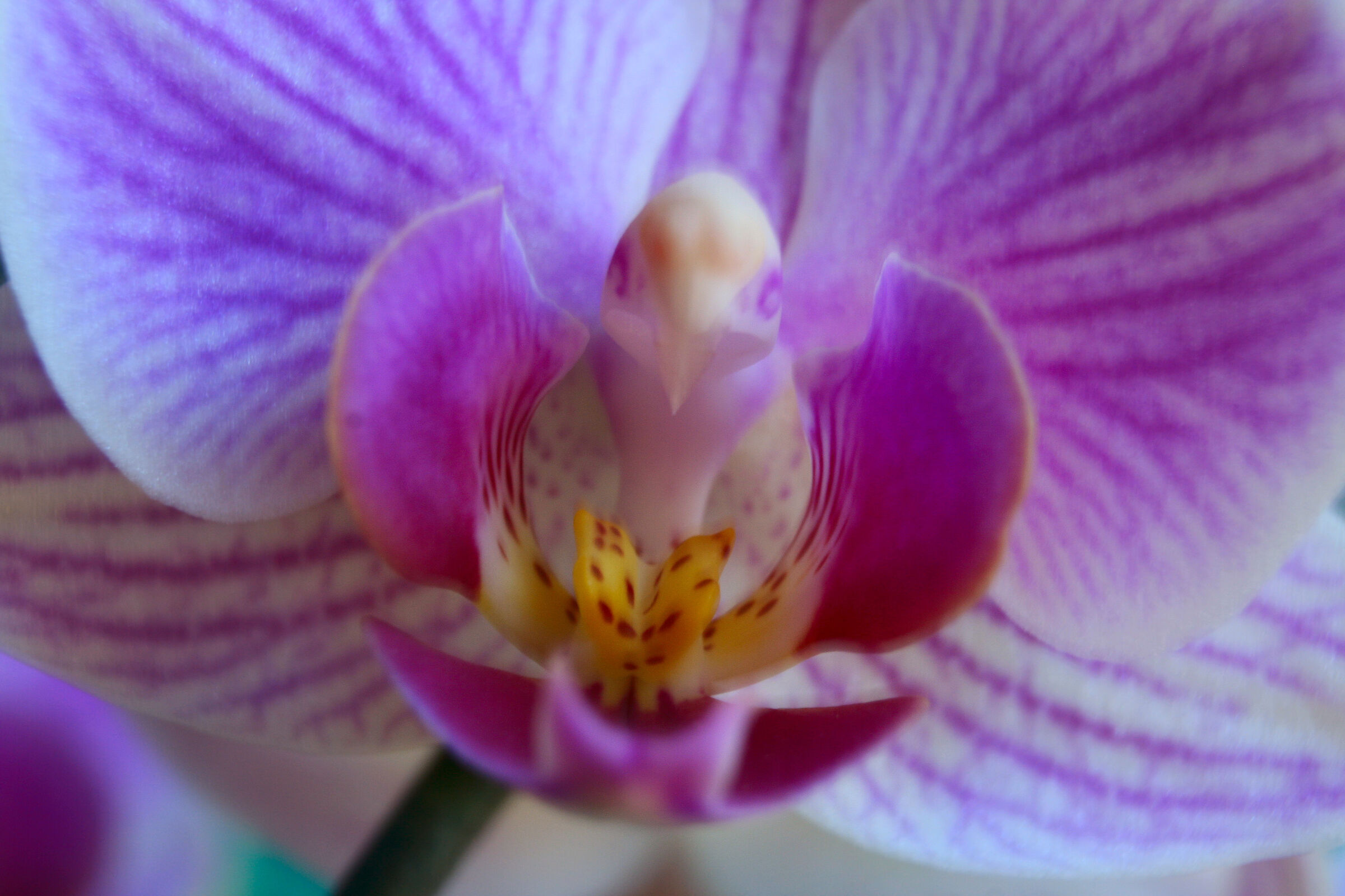 Orchidea in picchiata