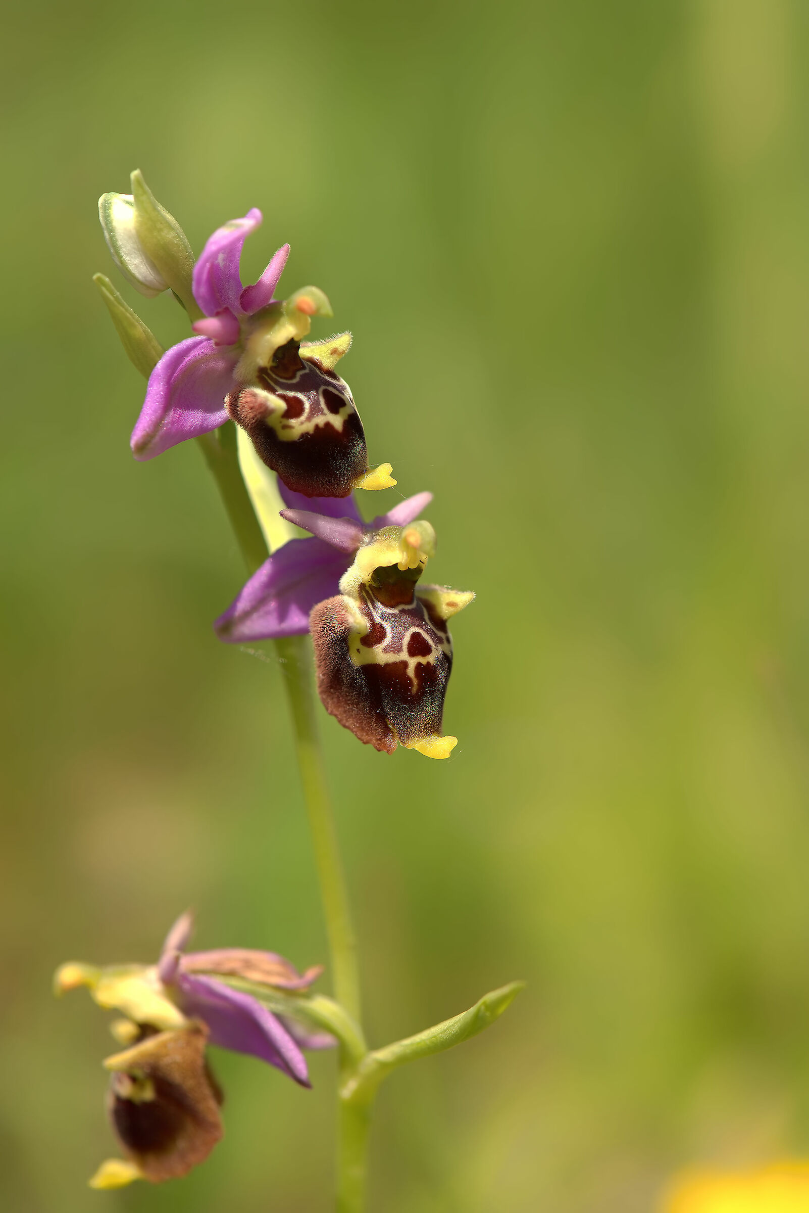 Ophrys holosericea