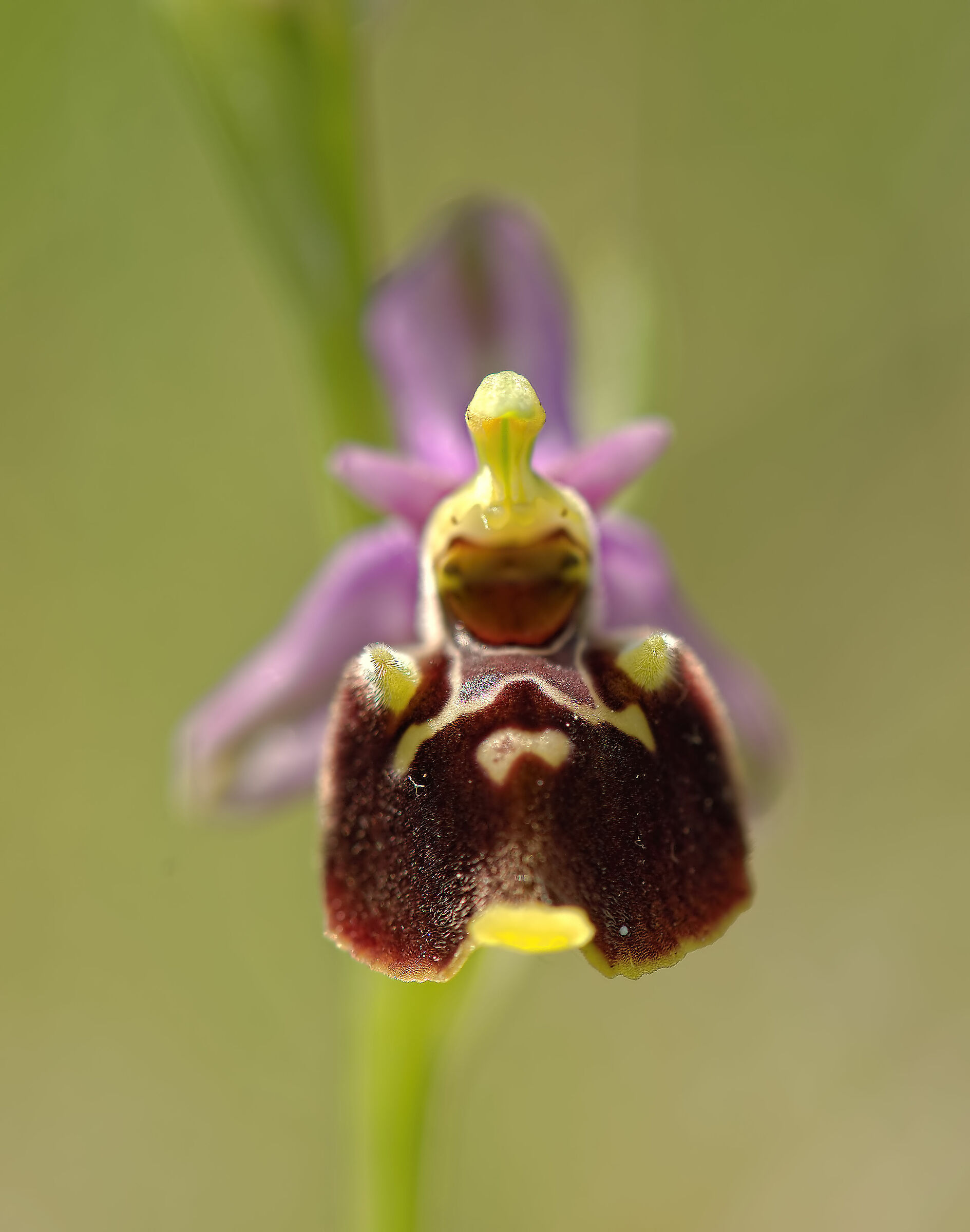 Ophrys holosericea
