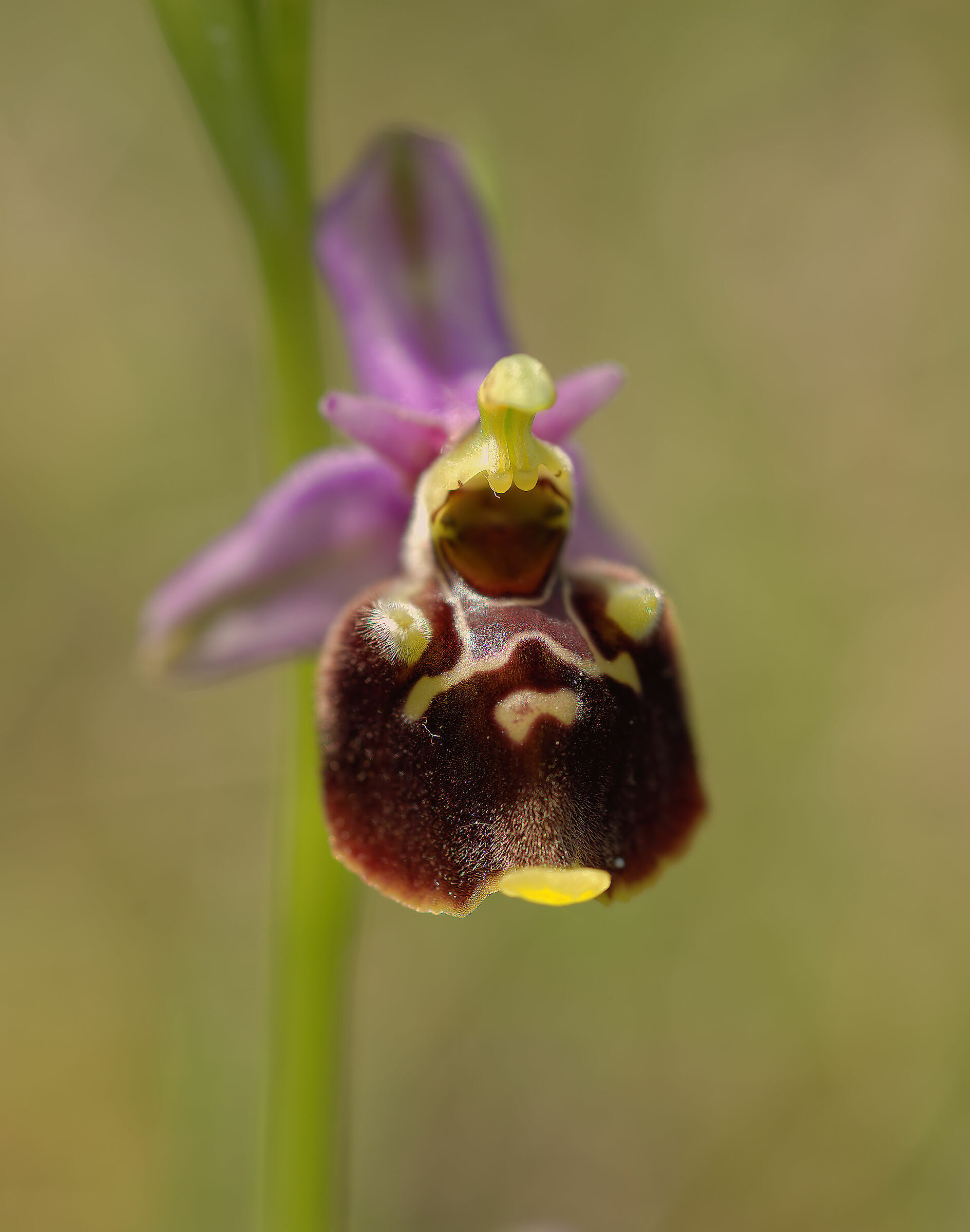 Ophrys holosericea