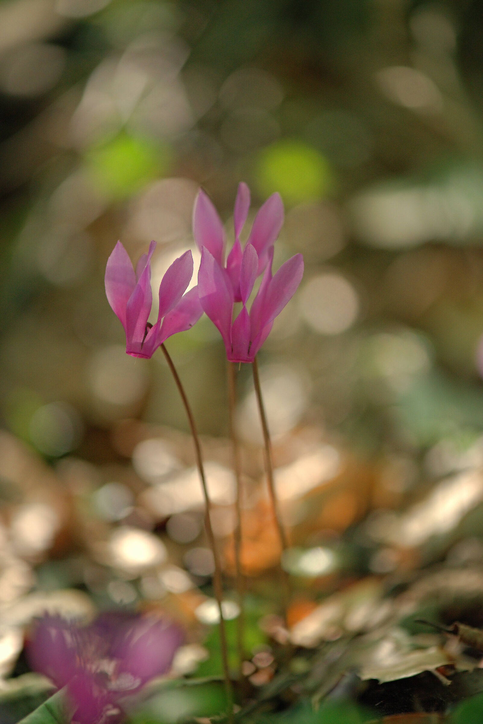 Cyclamen