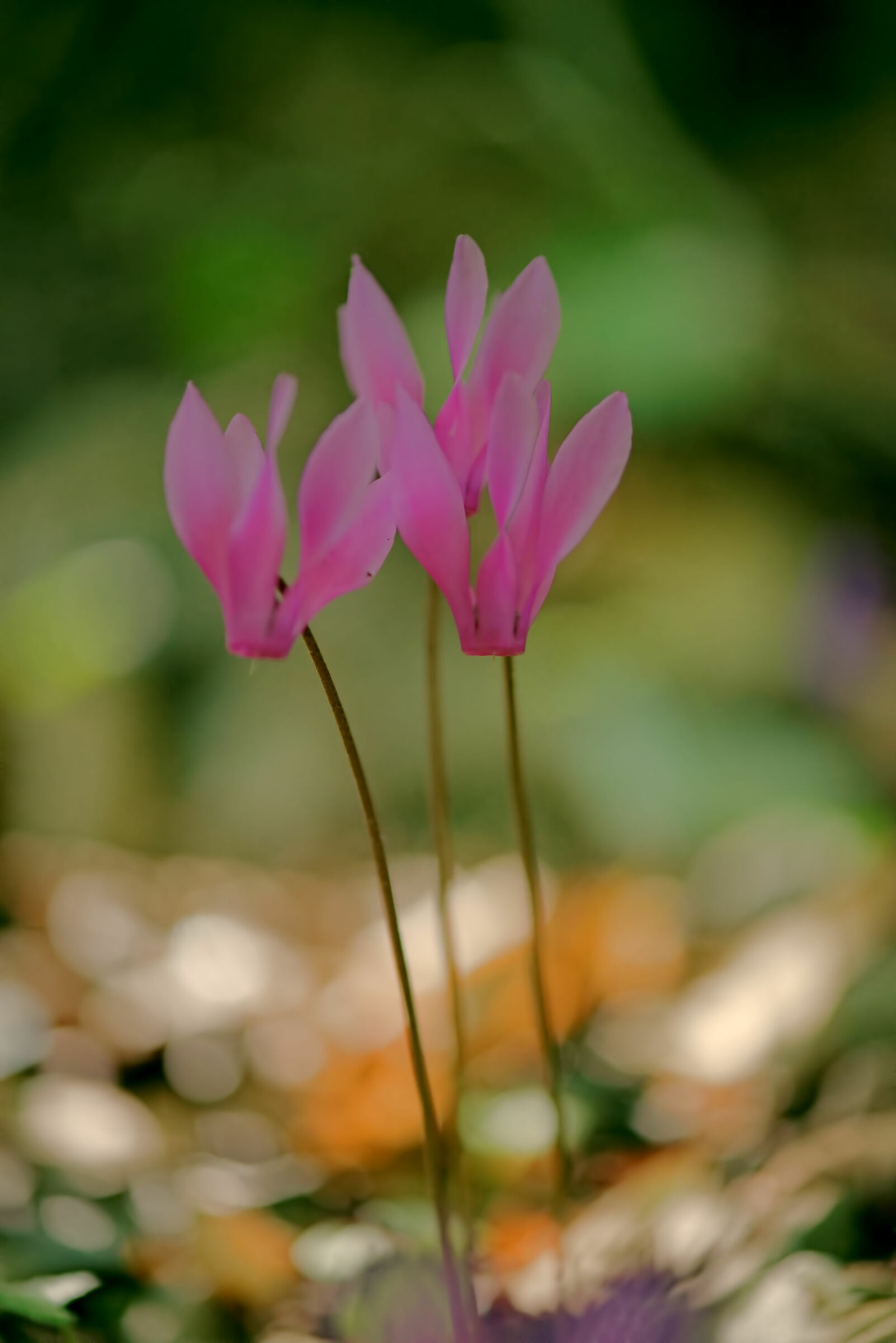 Cyclamen