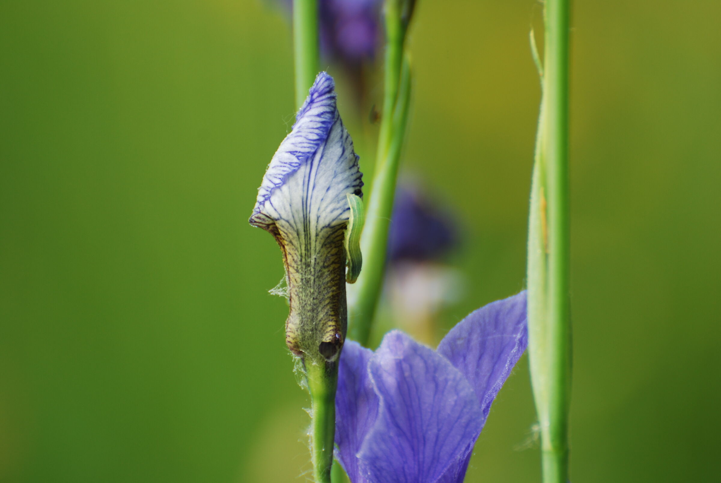 I'm looking for title