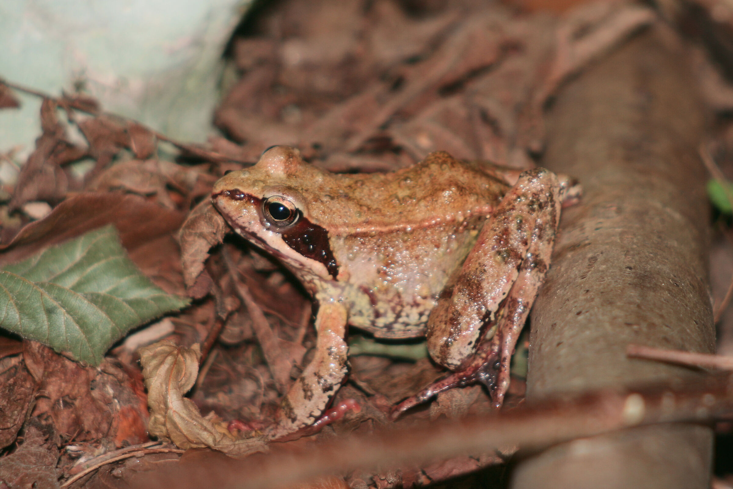 Mountain Frog - Biotope Val Lomasona