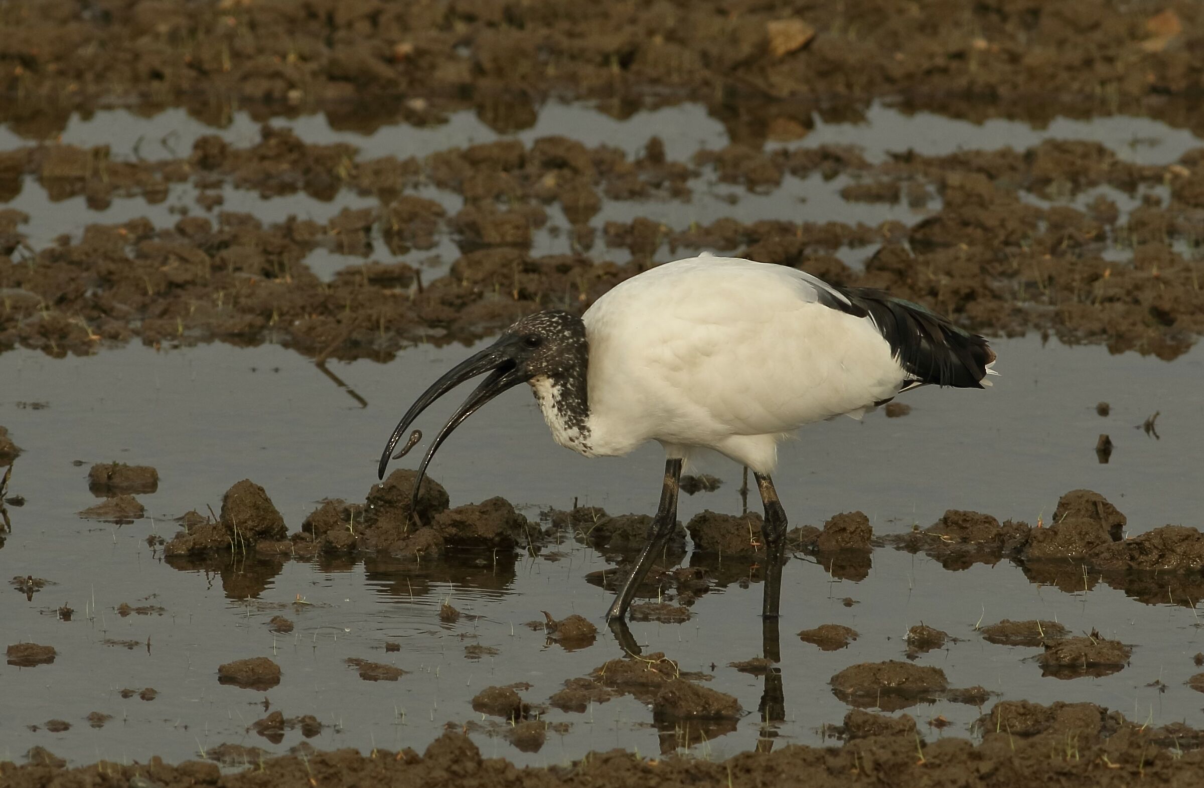 sacred ibis