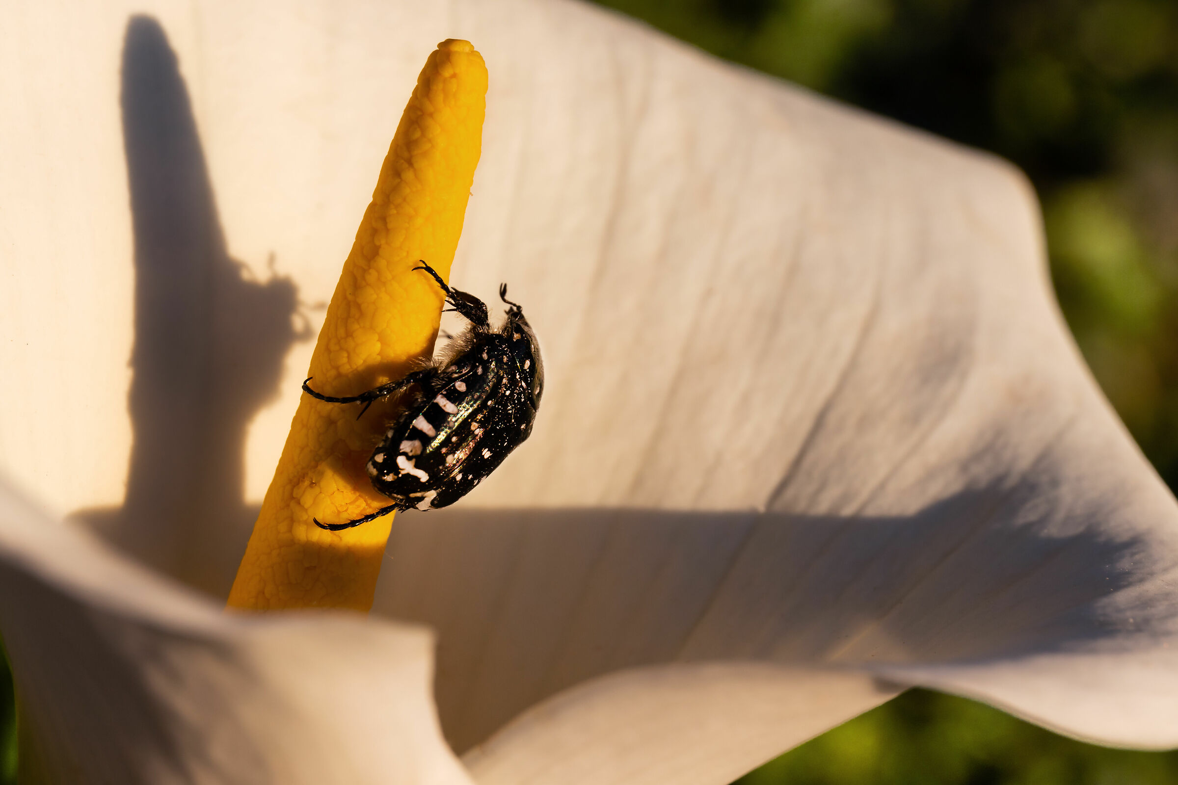 Sparisci amico !!        ~Oxythyrea funesta~