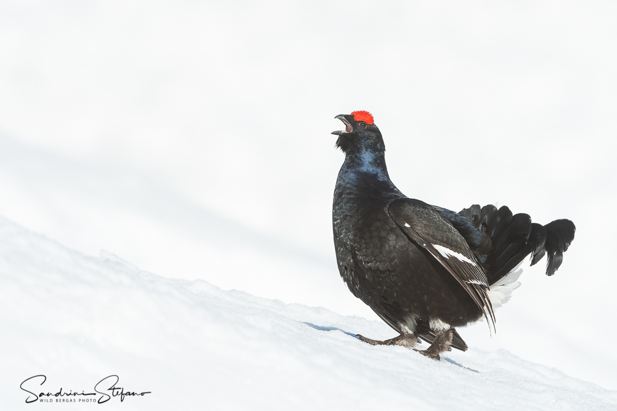 Gallo forcello