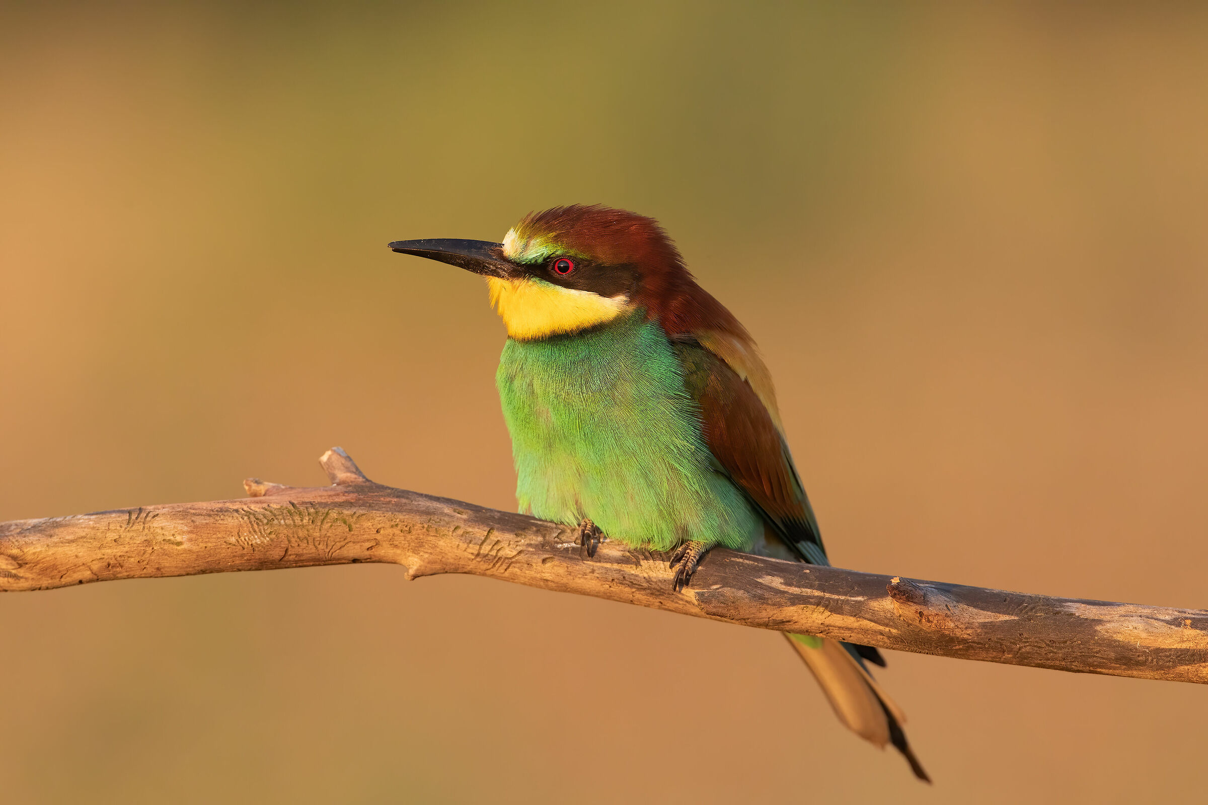 Bee-eater