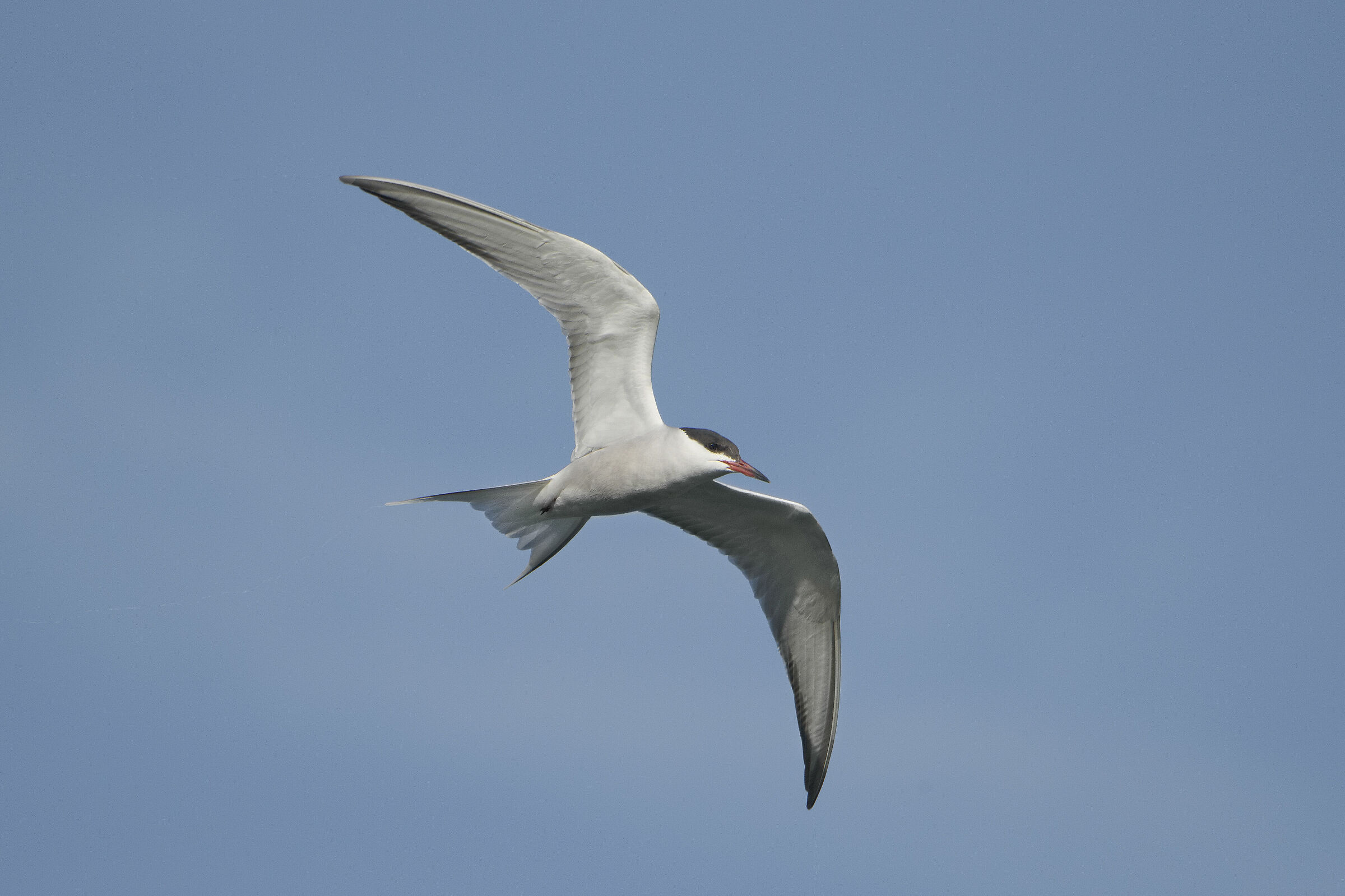 Arctic tern