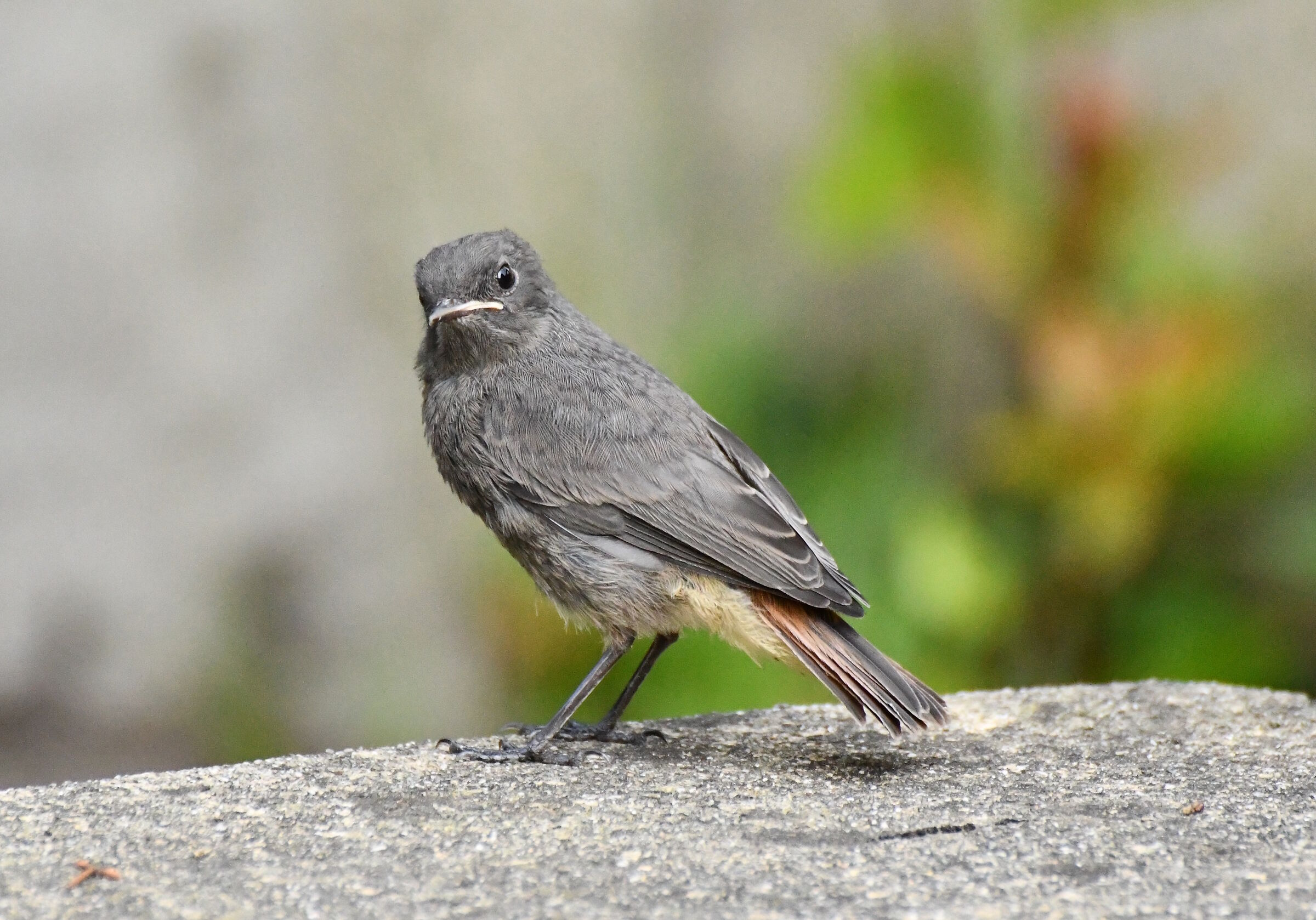 E tu che hai da guardare?!?