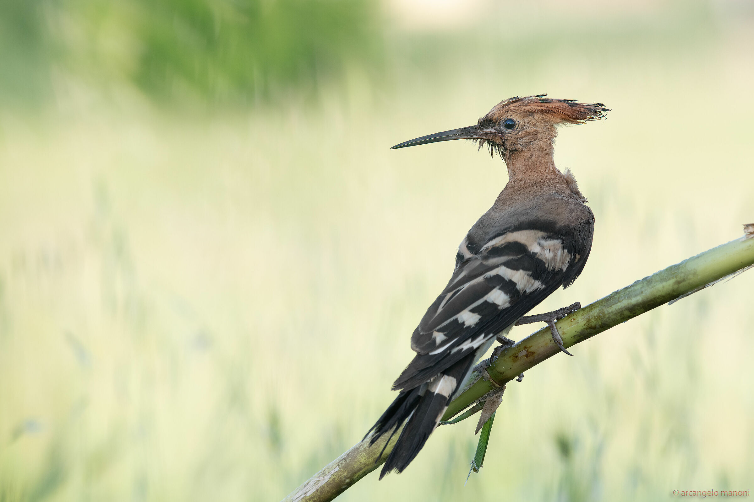 Upupa unrecognizable after bath