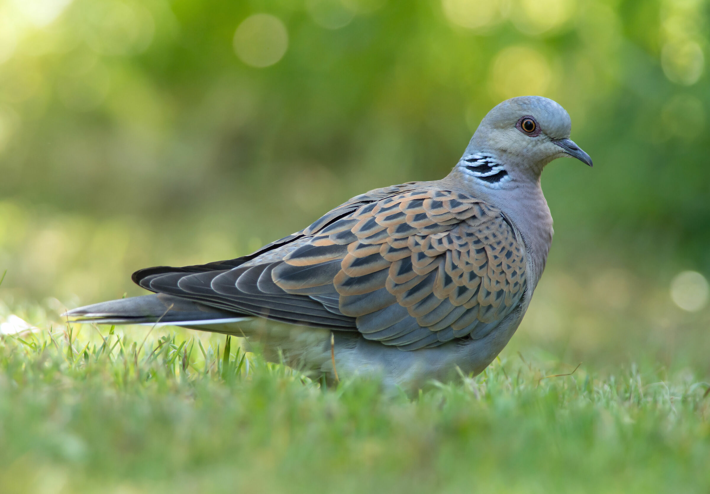 Colomba tartaruga europea