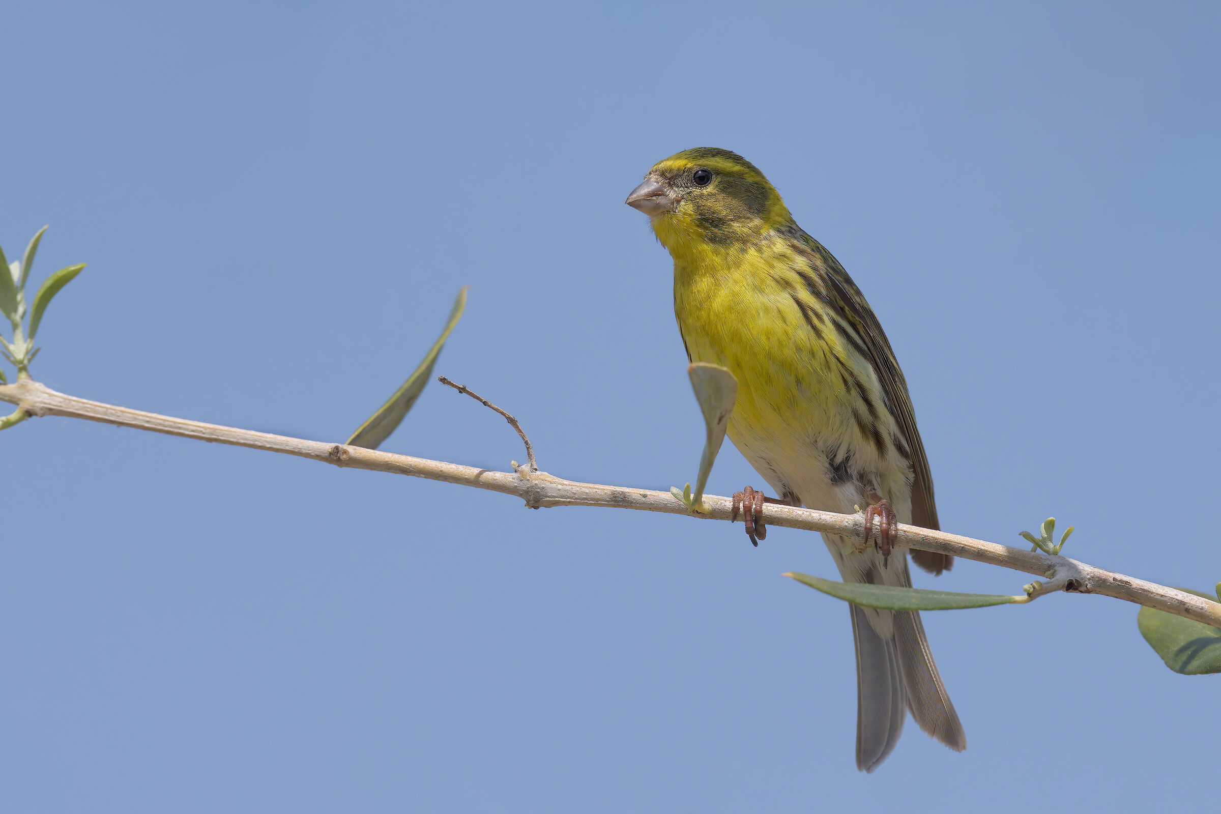 Verzellino (Serinus serinus)