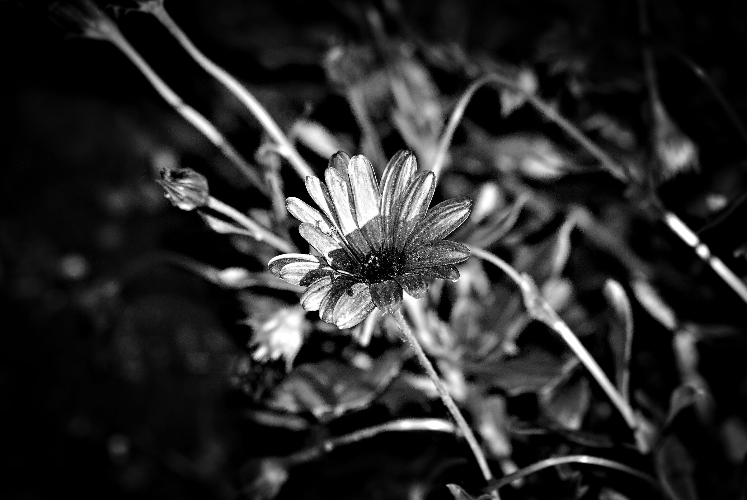 fiore bw